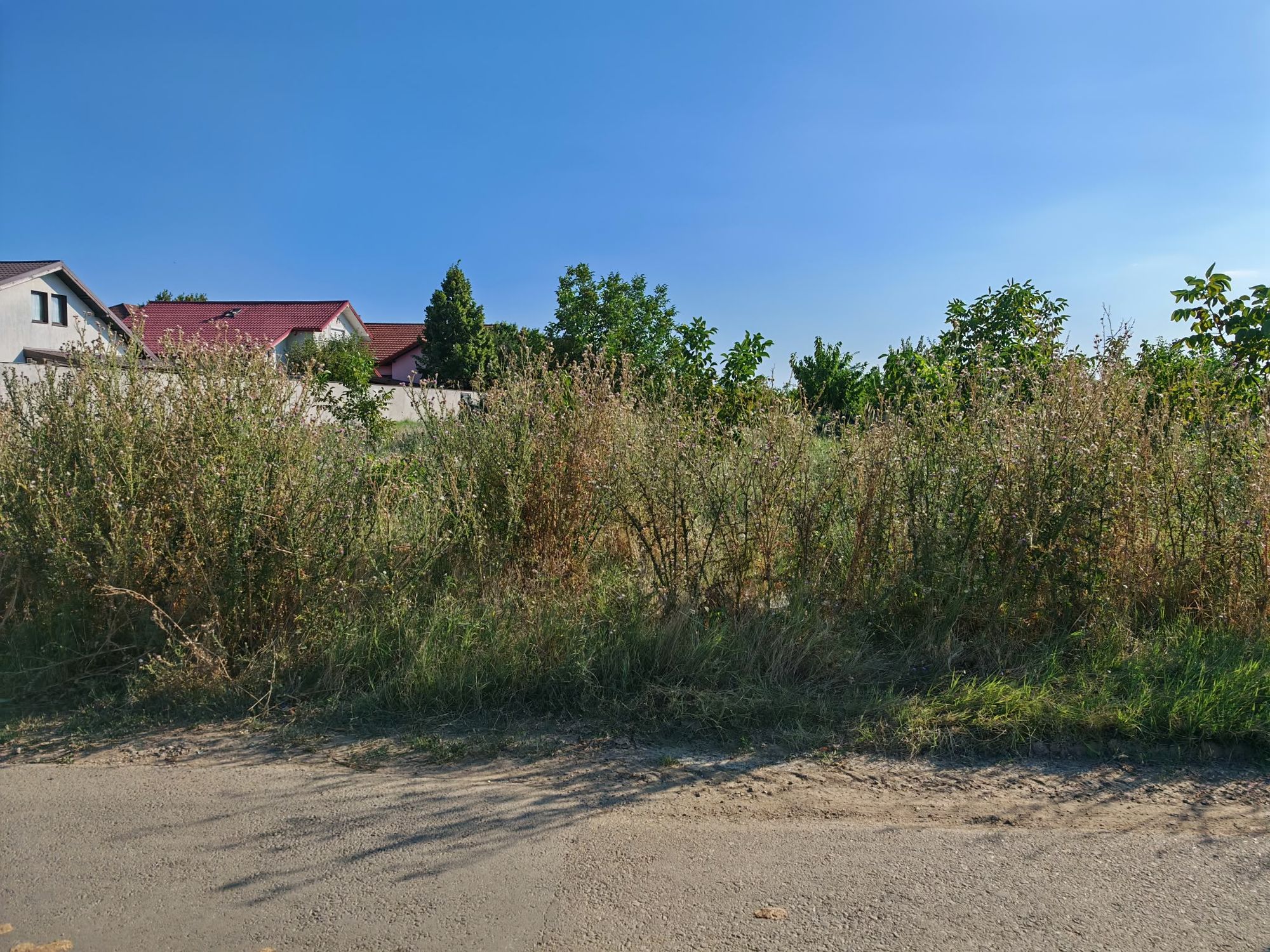 Ambrozie in Strada Cazanului 61, Berceni, Comuna Berceni, Județul Ilfov