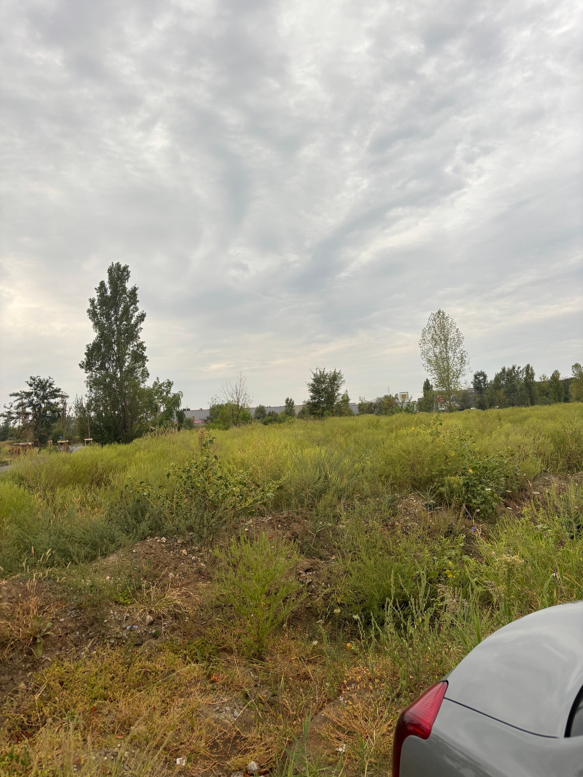 Ambrozie in București, Municipiul București - IMG_3106.jpeg