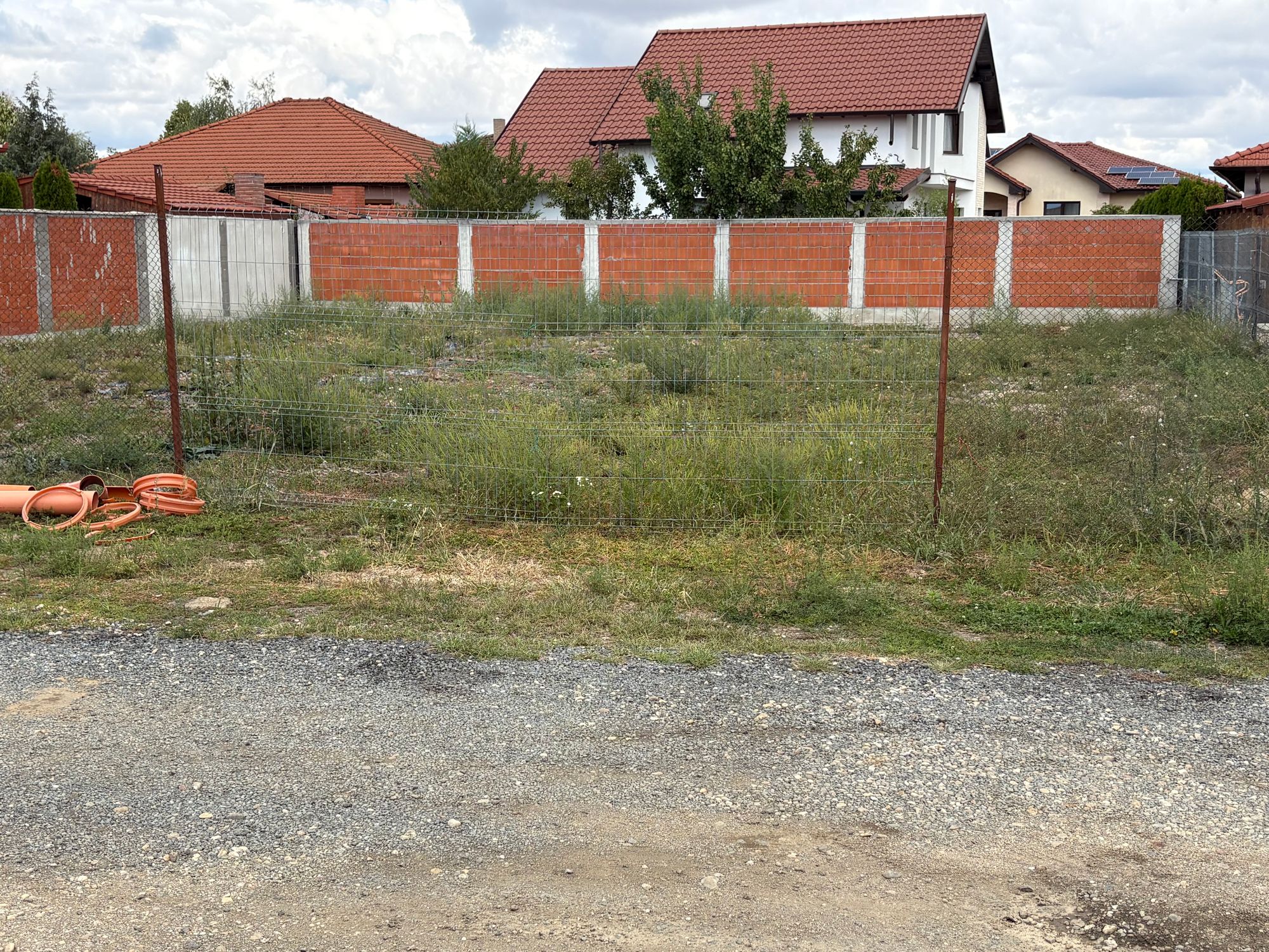 Ambrozie in Strada Alunului 25, Satu Mare, Municipiu Satu Mare, Județul Satu Mare - IMG_6899.jpeg