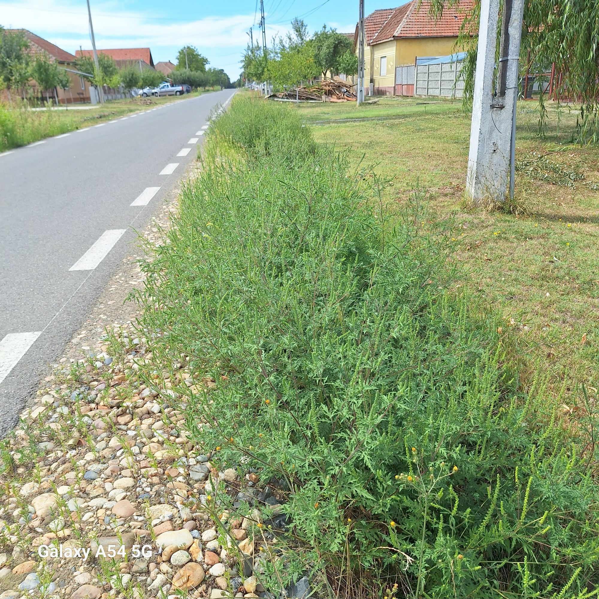 Ambrozie in Str. Florilor 79c, Sânmihaiu Român, Comuna Sânmihaiu Român, Județul Timiș - 20250827_135802.jpg
