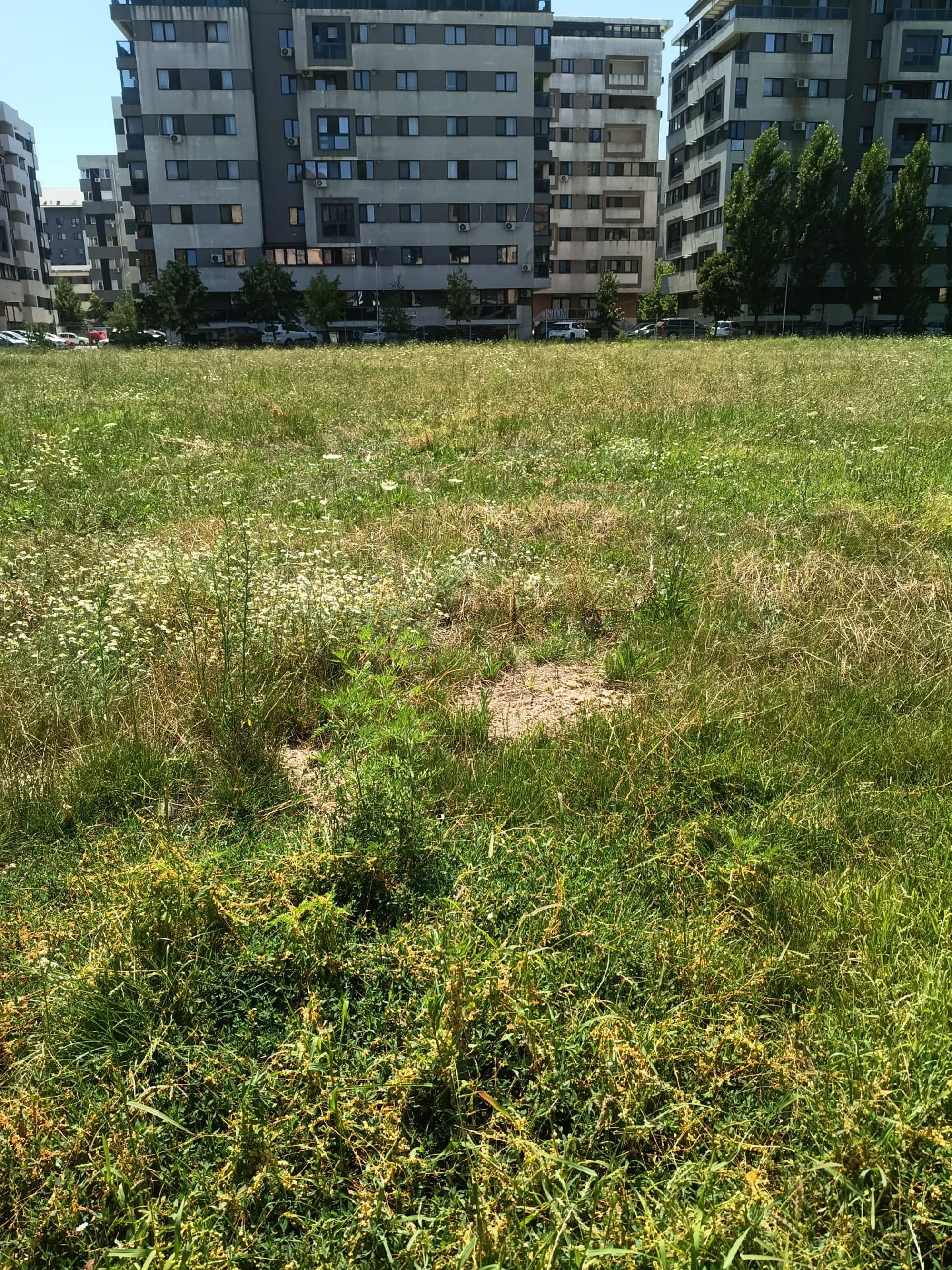 Ambrozie in Strada Tineretului 33 C, Roșu, Comuna Chiajna, Județul Ilfov - ambrozie1.jpeg