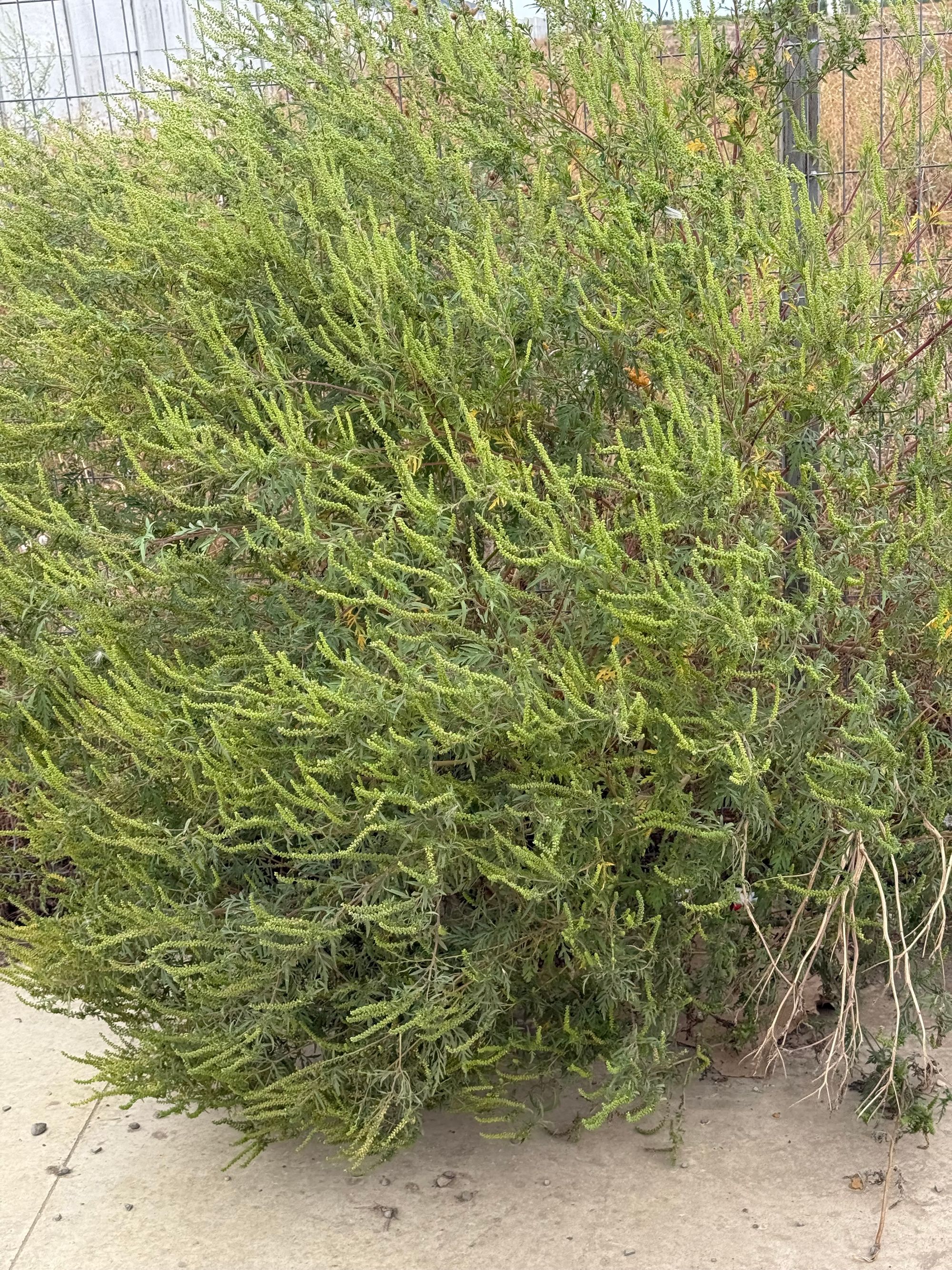 Ambrozie in Tunari, Comuna Tunari, Județul Ilfov - IMG_3437.jpeg