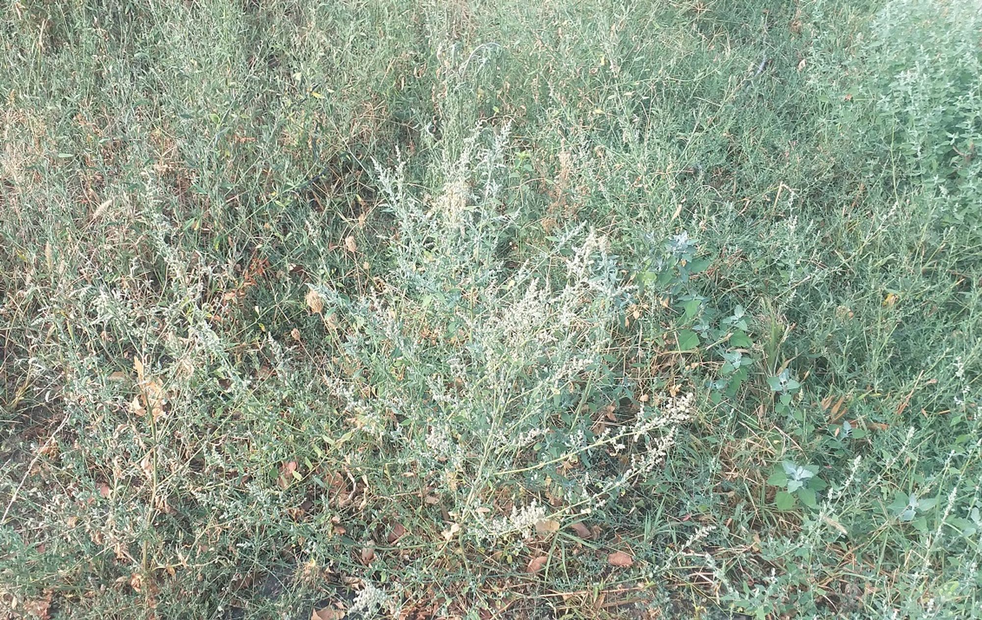 Ambrozie in Strada Crinului 25, Roșu, Comuna Chiajna, Județul Ilfov - 20230825_090026.jpg