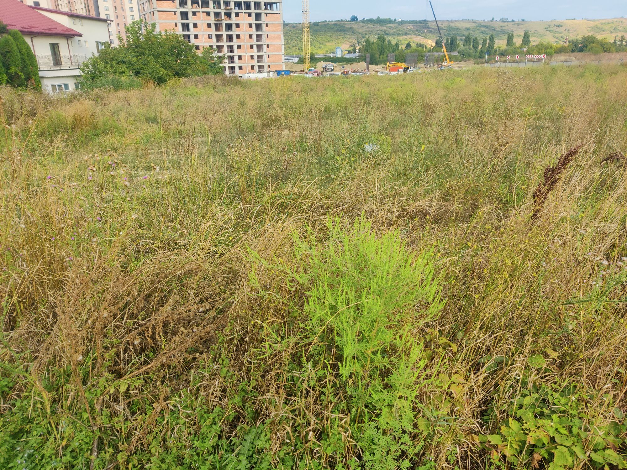 Ambrozie in DJ248 19, Lunca Cetățuii, Comuna Ciurea, Județul Iași
