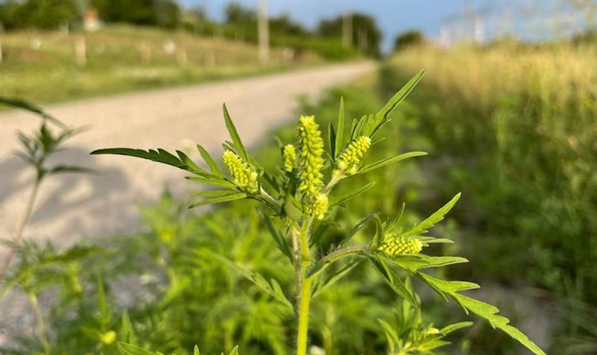 Ambrozie in Bacău, Municipiu Bacău, Județul Bacău - 5.6-ambrozie.jpg