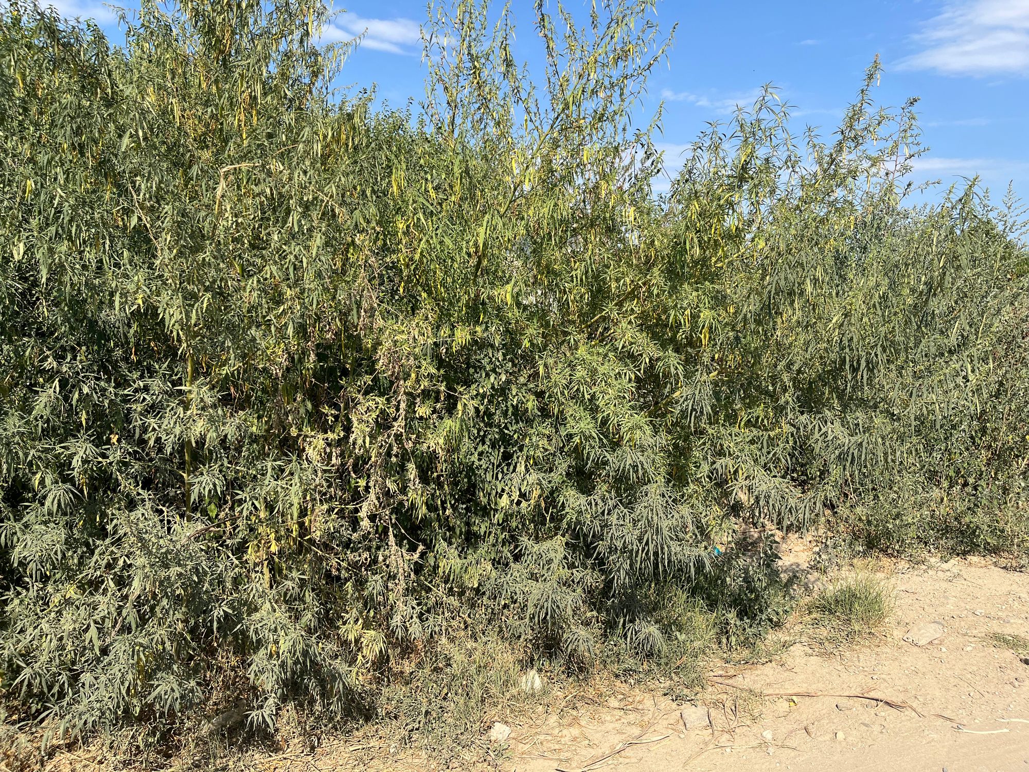 Ambrozie in Craiova, Dolj County - IMG_3806.jpeg