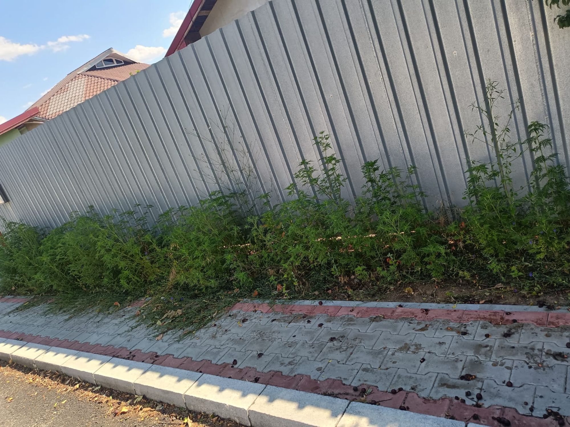 Ambrozie in Strada Primăverii 27, Bolintin-Deal, Comună Bolintin-deal, Județul Giurgiu
