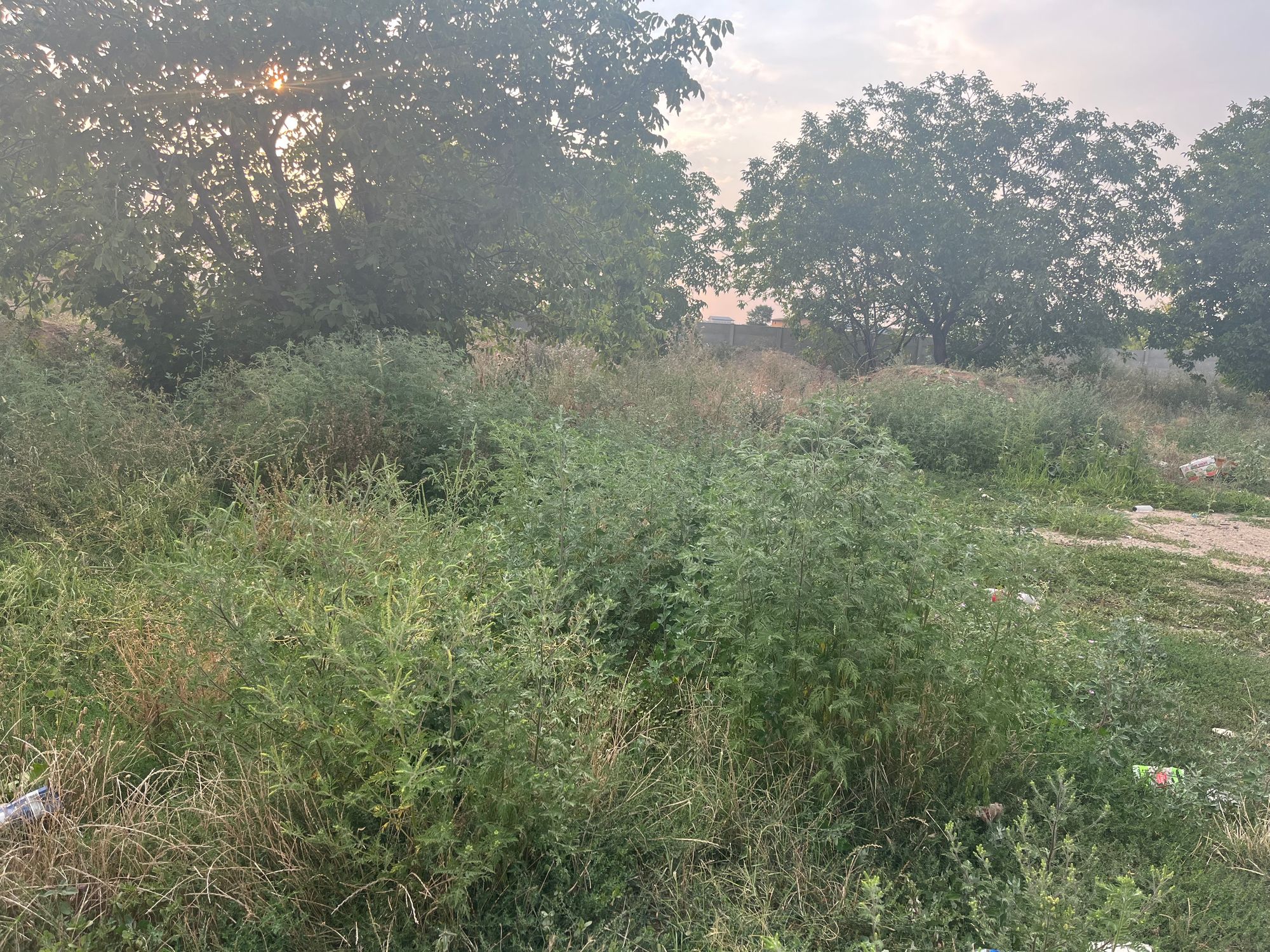 Ambrozie in Bucharest - D68F084E-DAC8-4C54-AB6C-6D827458D9C1.jpeg