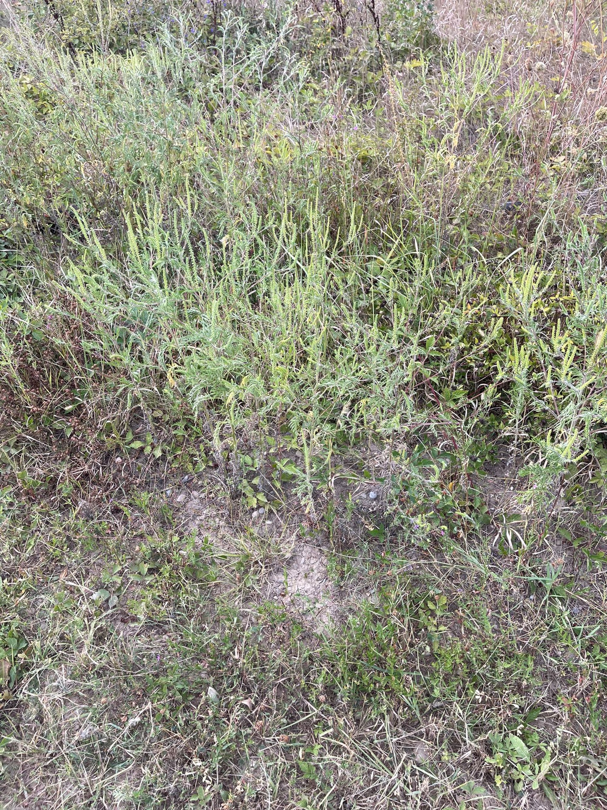 Ambrozie in Strada Ghioceilor 9E, Petrești, Comuna Corbeanca, Județul Ilfov - 87ADC459-8FC8-4890-B7CF-EF781AFE79DE.jpeg