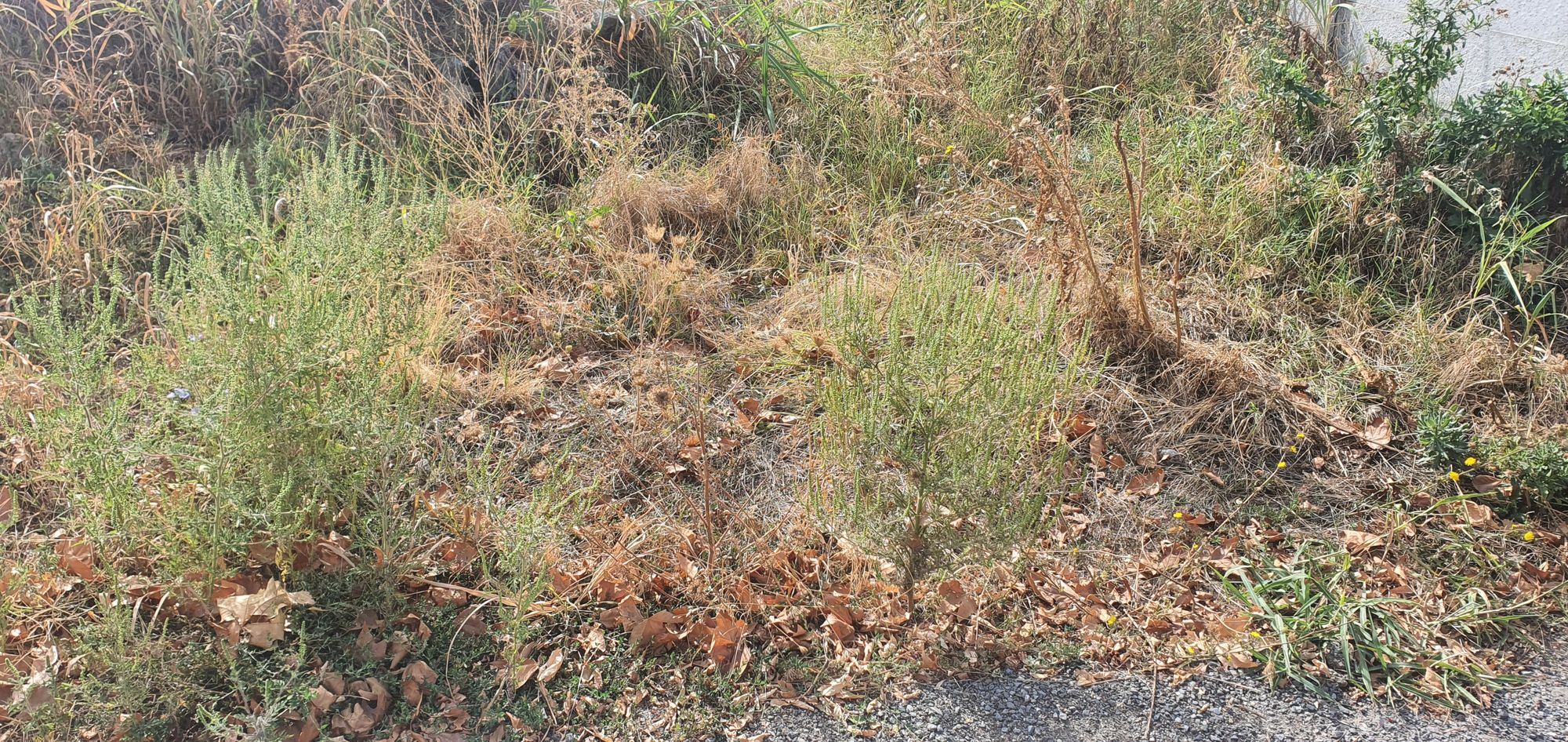 Ambrozie in Strada Mărgelelor nr.27, Bragadiru, Oraş Bragadiru, Județul Ilfov - 20250906_103517.jpg