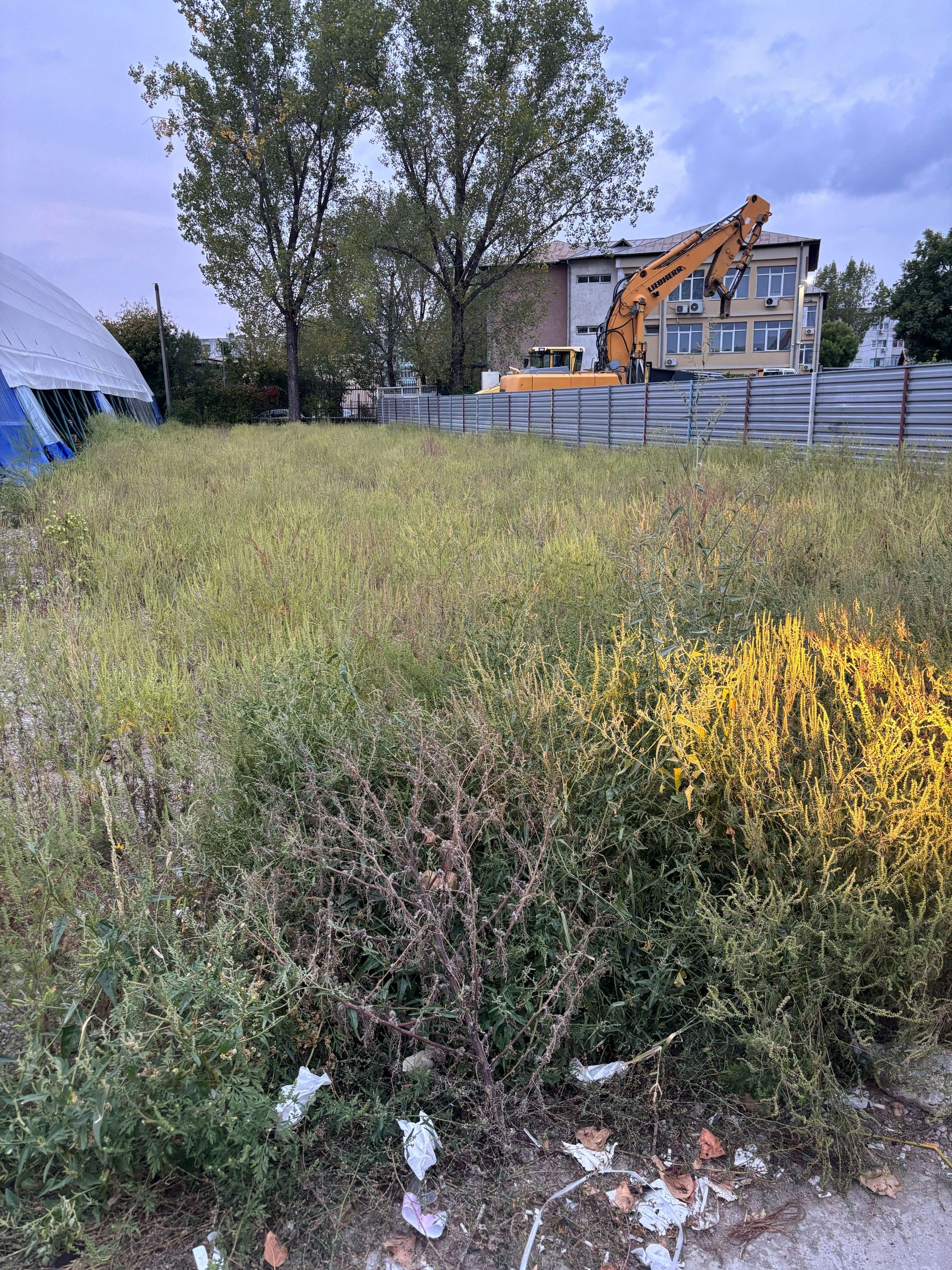 Ambrozie in Bulevardul Primăverii 6, Iași, Municipiu Iaşi, Județul Iași - IMG_4064.jpg