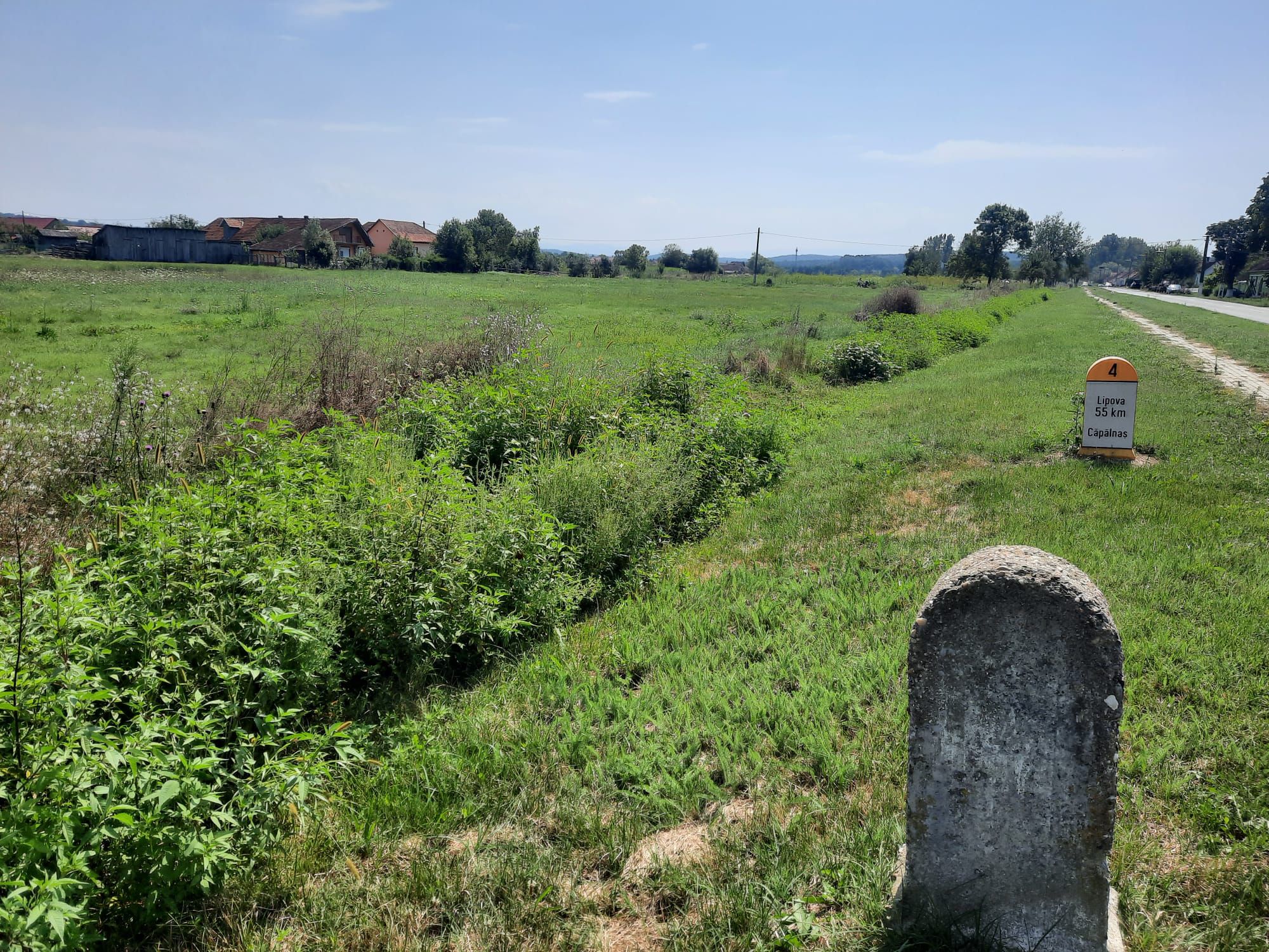 Ambrozie in Căpâlnaș, Birchis, Arad - WhatsApp Image 2023-08-26 at 14.50.08 (1).jpeg