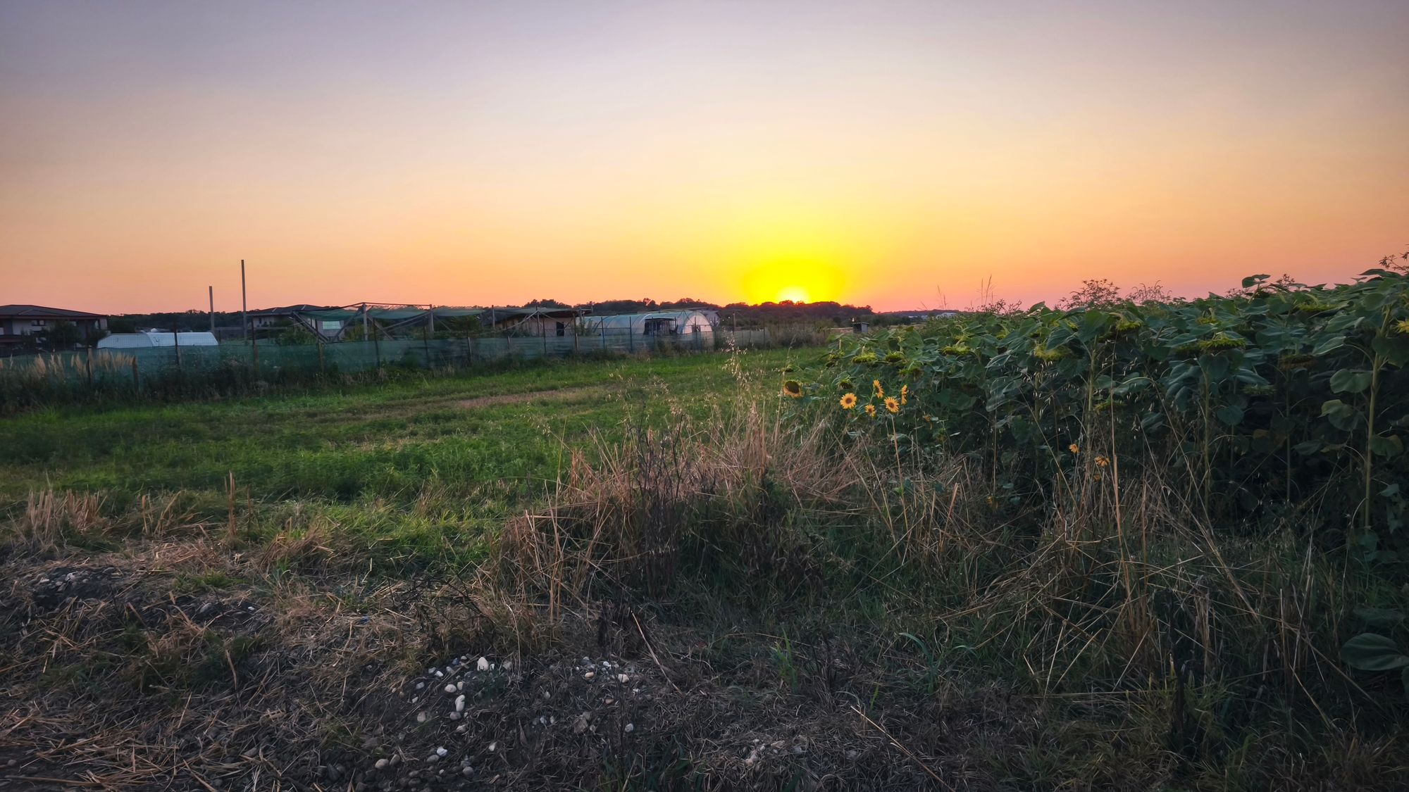Ambrozie marcată de Lavinia Racovita în Strada Fagului, Țegheș, Comuna Domnești, Județul Ilfov