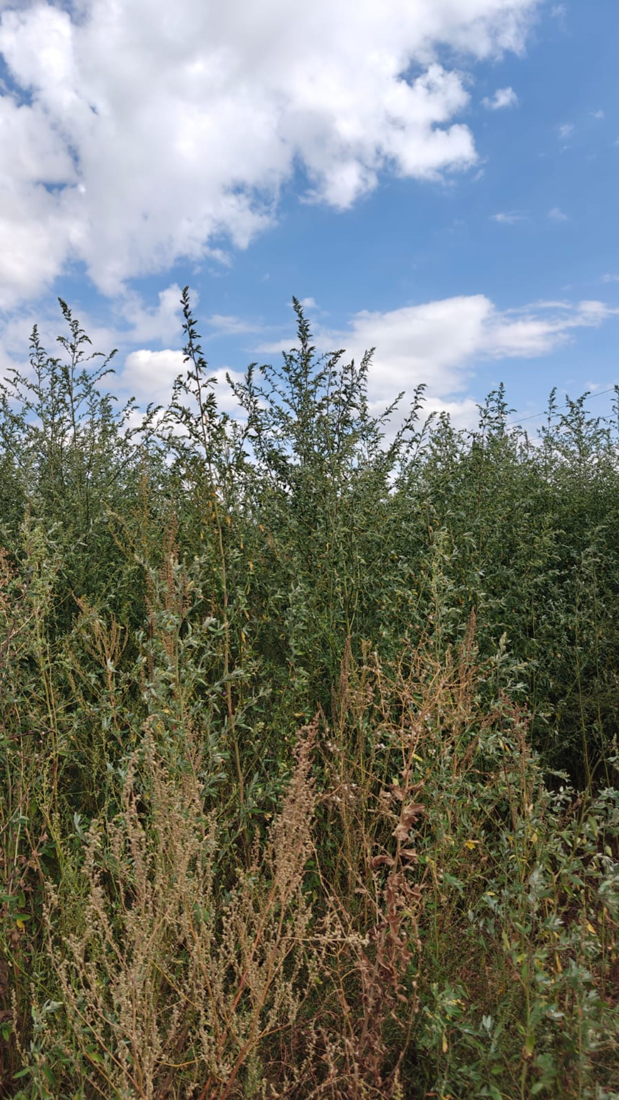 Ambrozie in Ciuperceni, Comuna Ciuperceni, Județul Teleorman - 1000056995.jpg