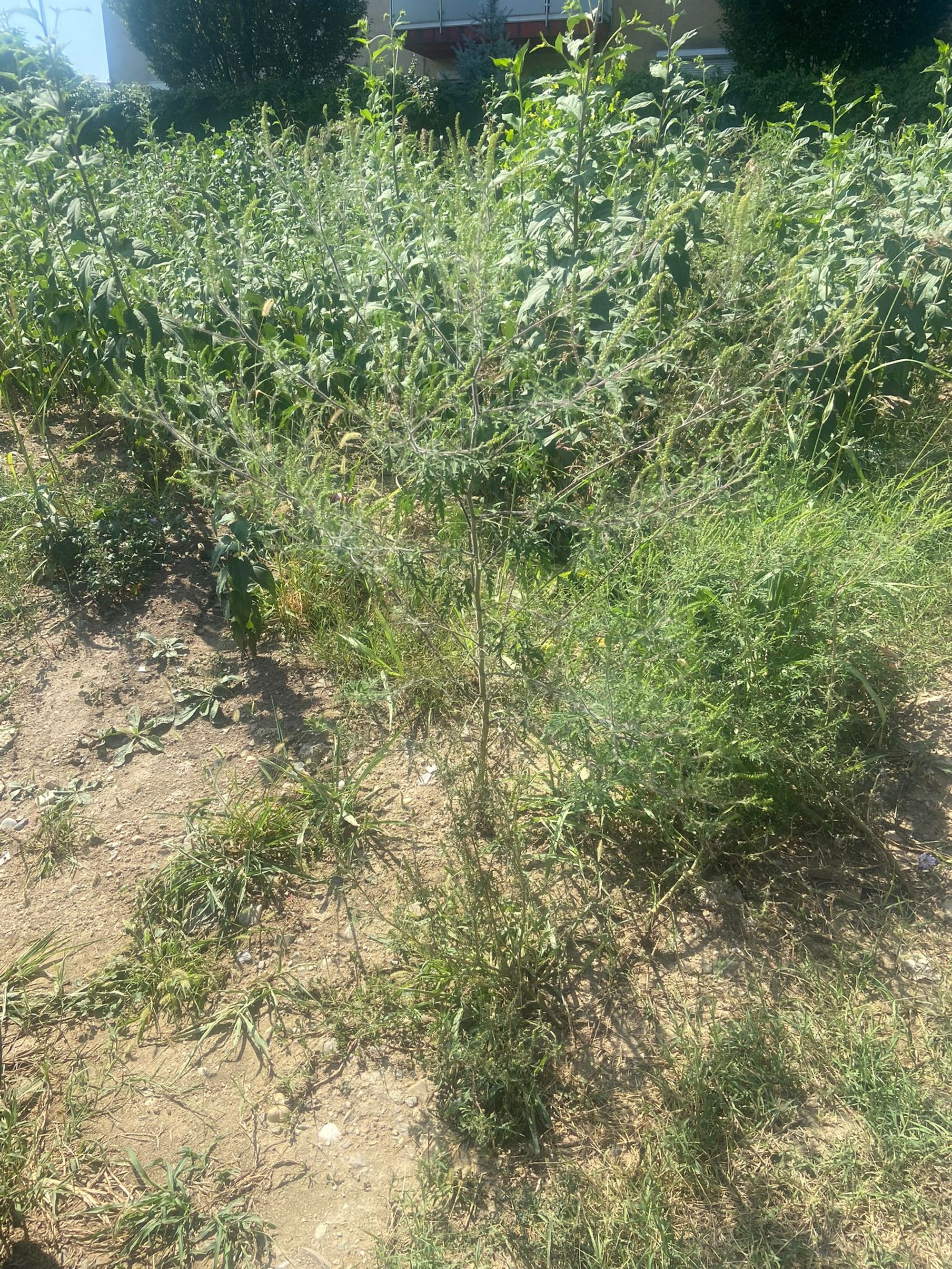 Ambrozie in Strada Cărăruia nr 40, București, Municipiul București - IMG-20230902-WA0000.jpg