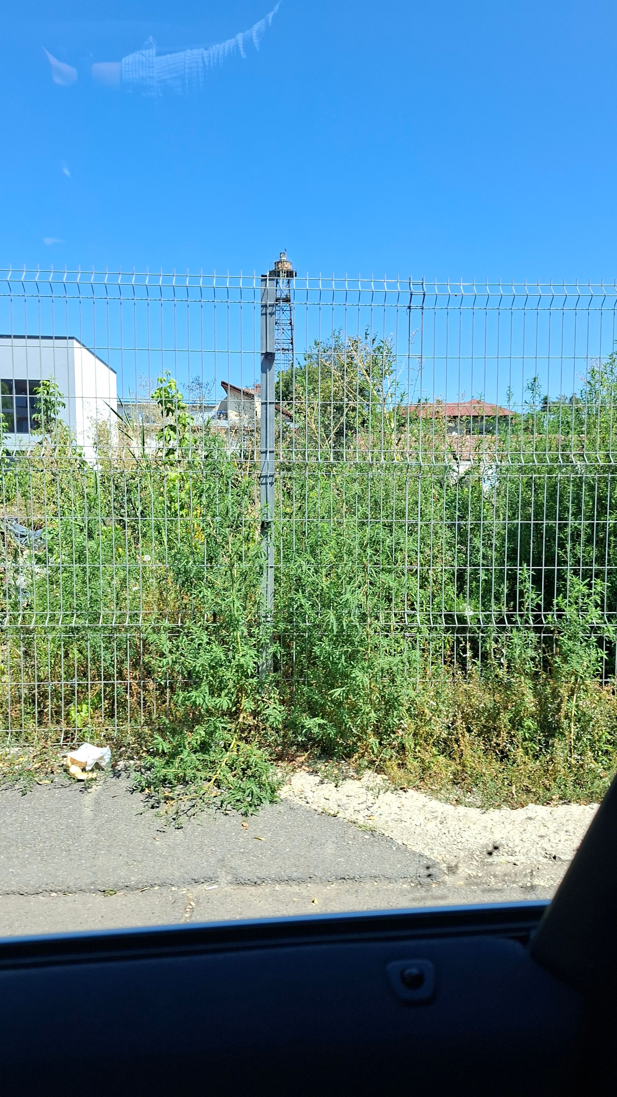 Ambrozie in Bulevardul Aerogării 9, București, Municipiul București - 20260730_120727.jpg