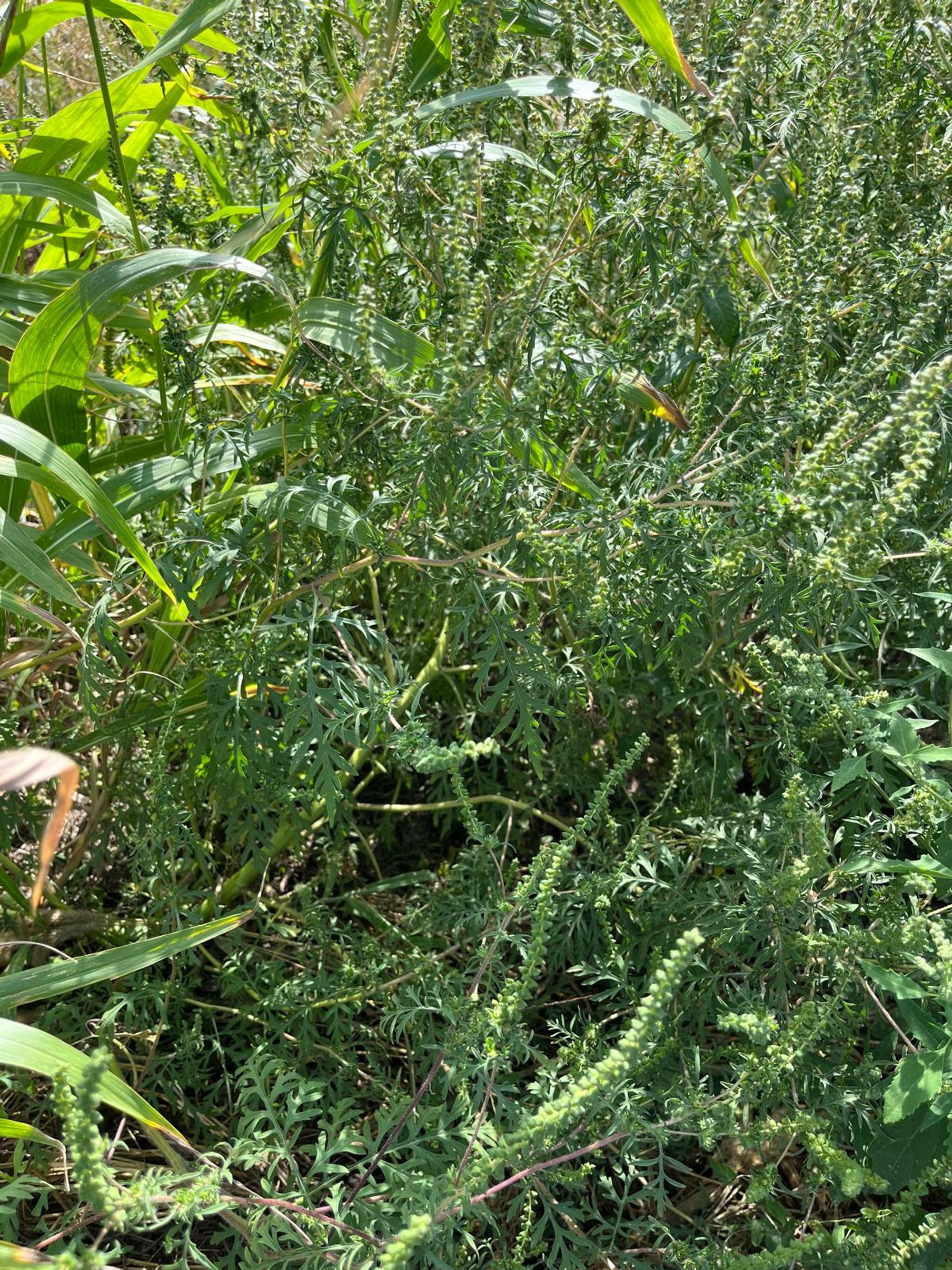 Ambrozie in Fundac Mihail Sadoveanu 6, Valea Lupului, Comuna Valea Lupului, Județul Iași - IMG-20250913-WA0002.jpg