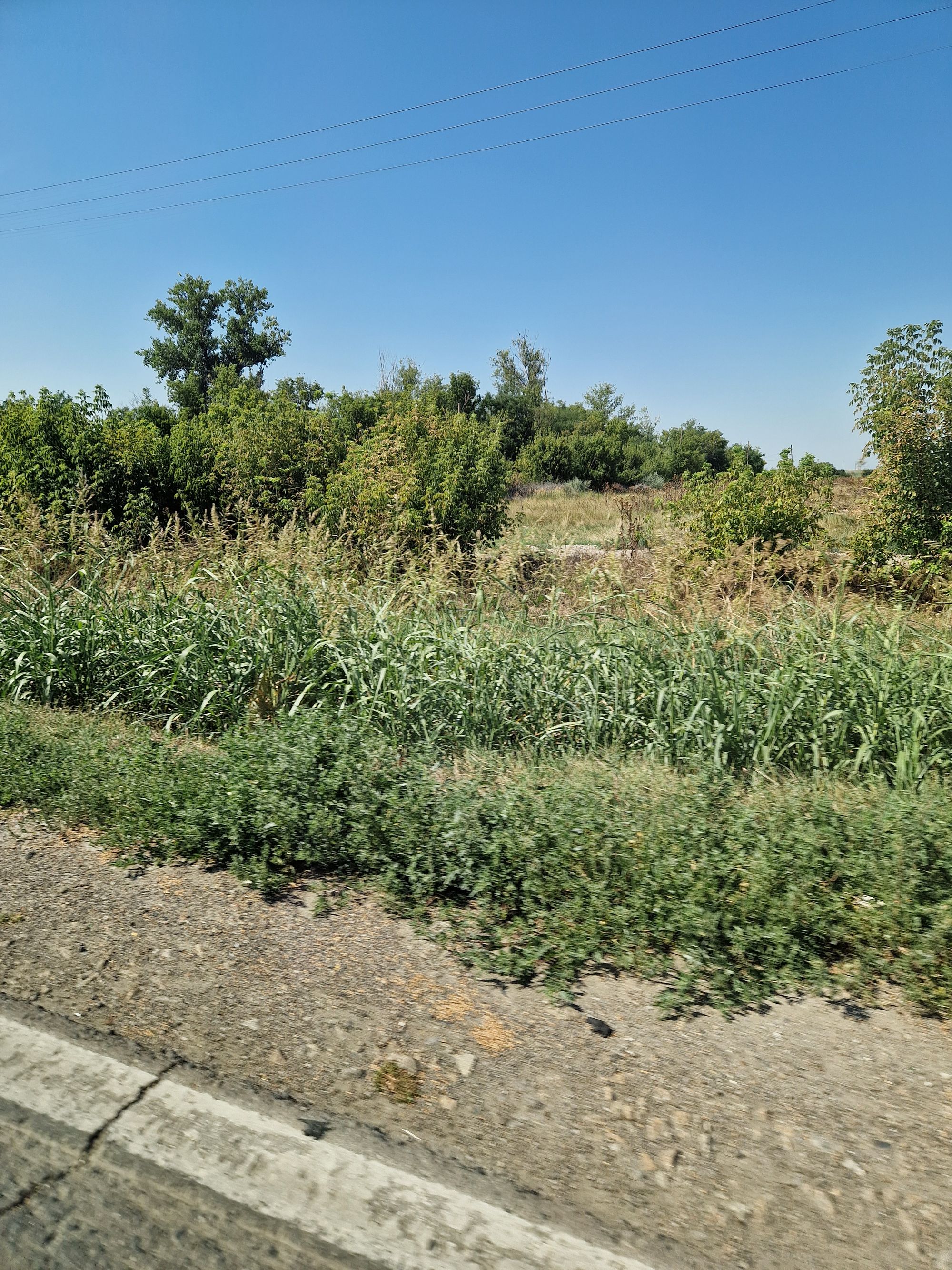 Ambrozie in Cazasu, Comuna Cazasu, Județul Brăila