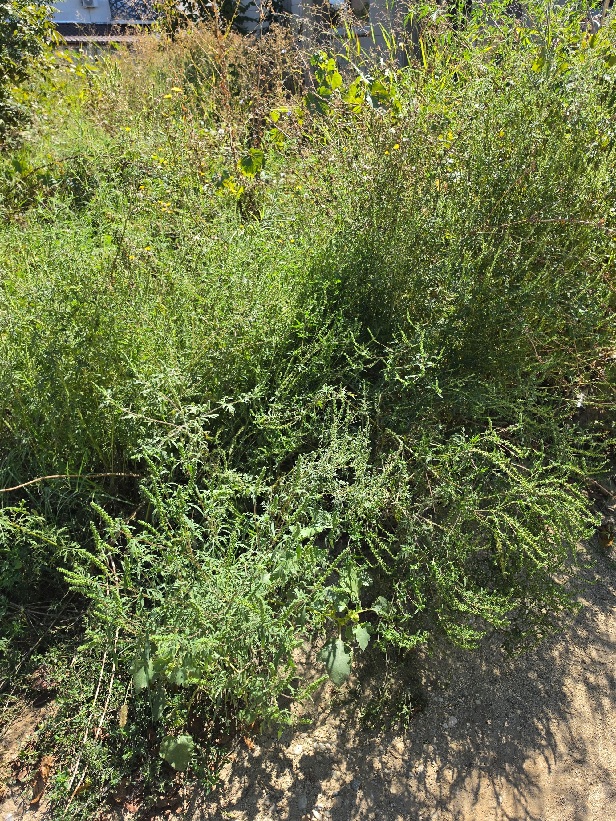 Ambrozie in Strada Magnoliei, vis-a vis de nr. 5, Ștefăneștii de Sus, Comuna Ștefăneștii de Jos, Județul Ilfov - 43044.jpg