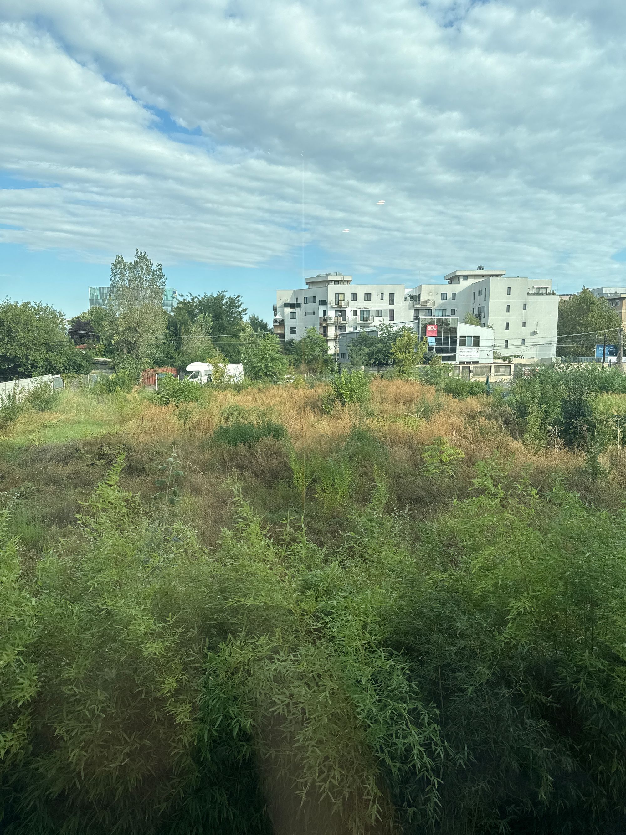 Ambrozie in Șoseaua Străulești 29a, București, Municipiul București