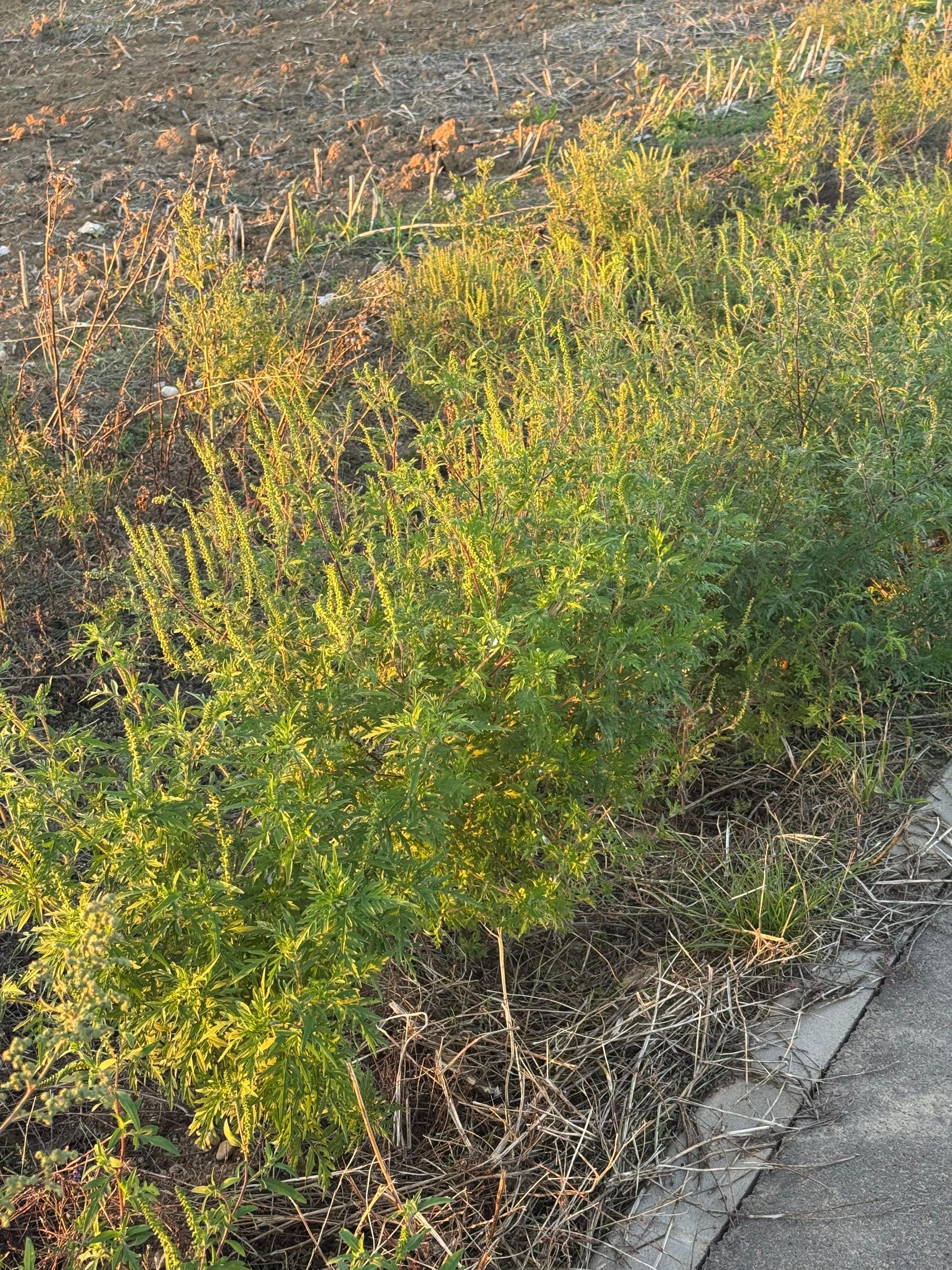 Ambrozie in Oradea, Municipiu Oradea, Județul Bihor