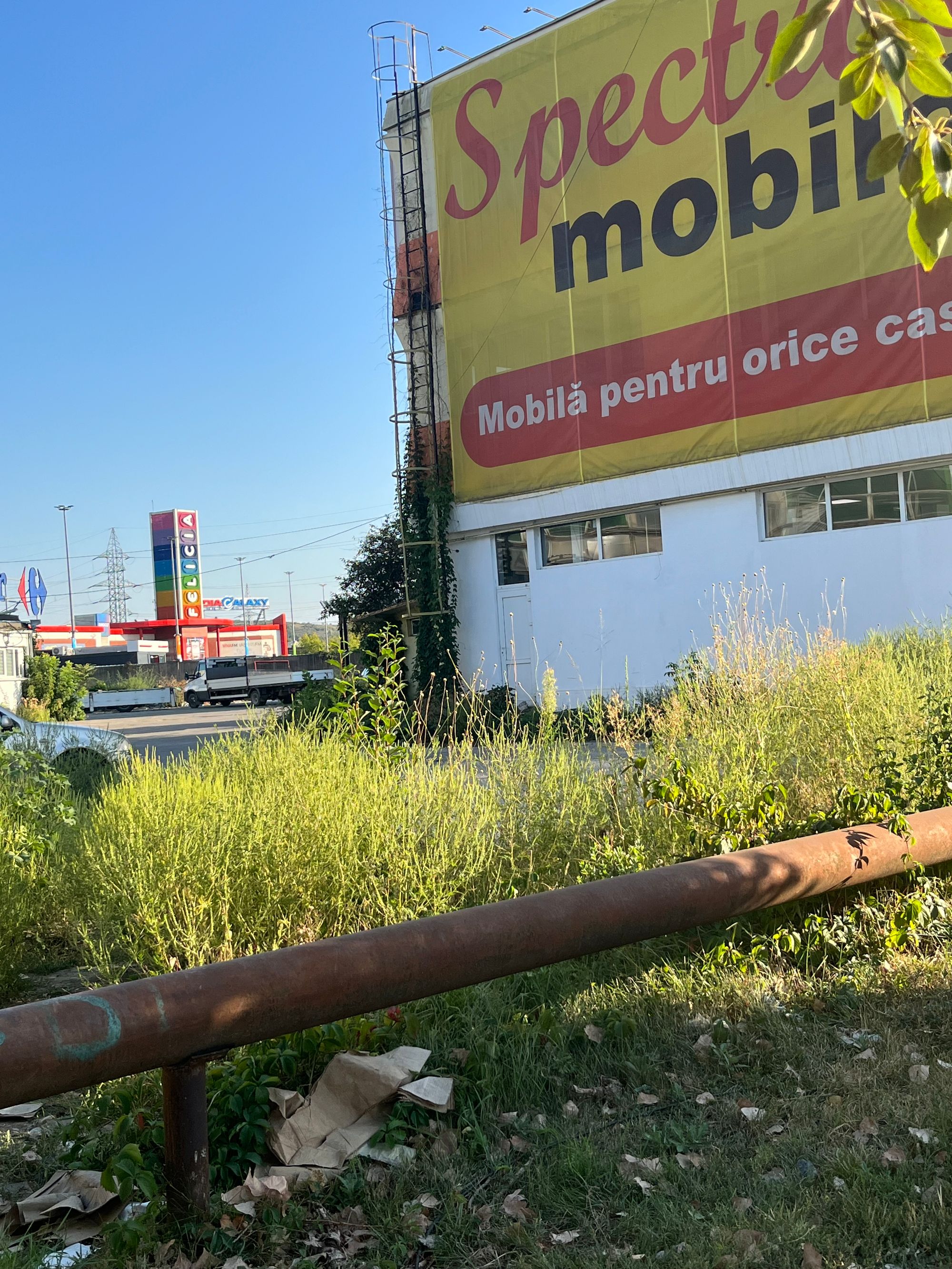 Ambrozie in Iași, Municipiu Iaşi, Județul Iași - IMG_1843.jpeg