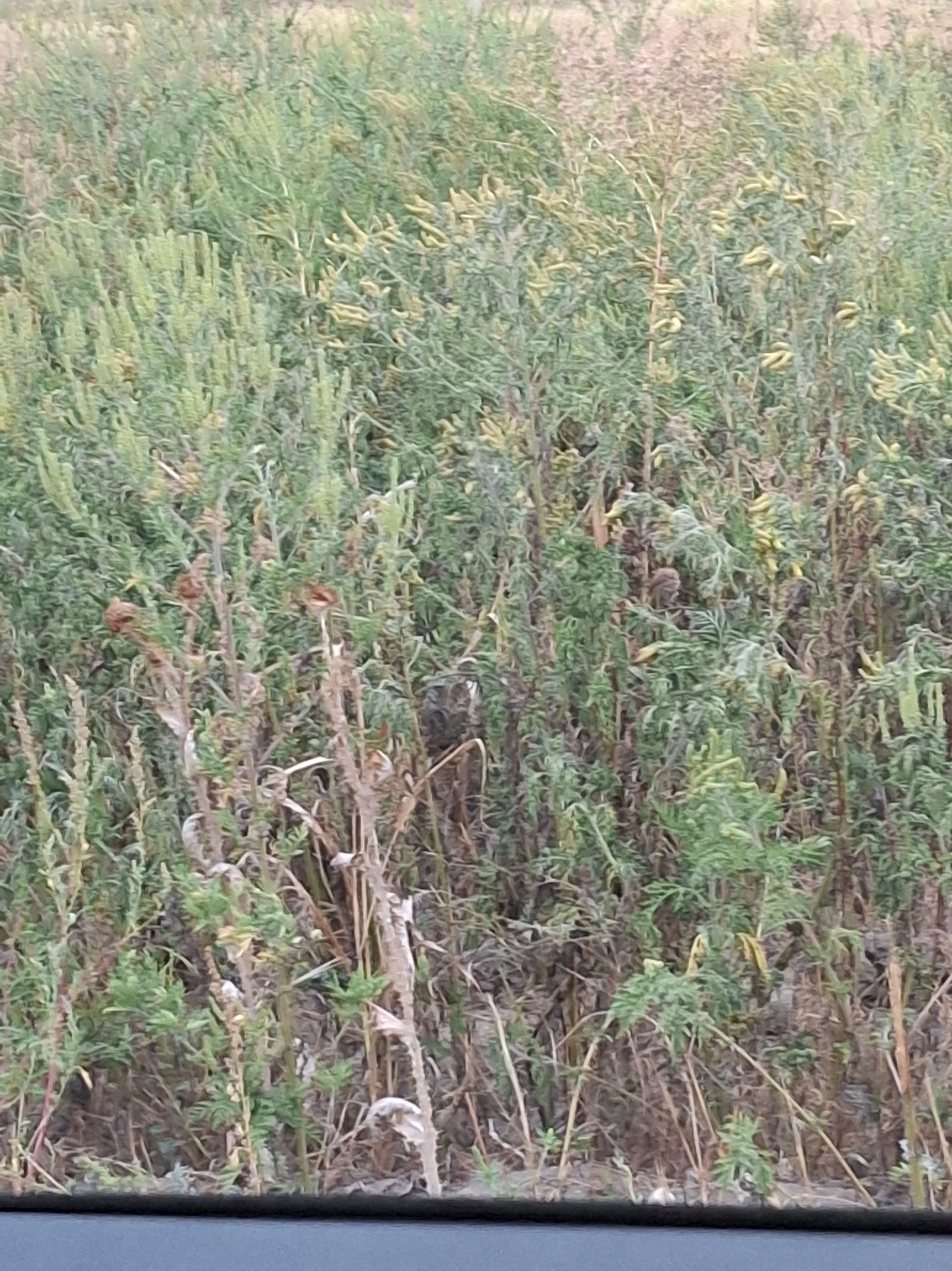 Ambrozie in Str. Bisericii 8, Cornetu, Comuna Șimnicu de Sus, Județul Dolj - 20250912_072238.jpg