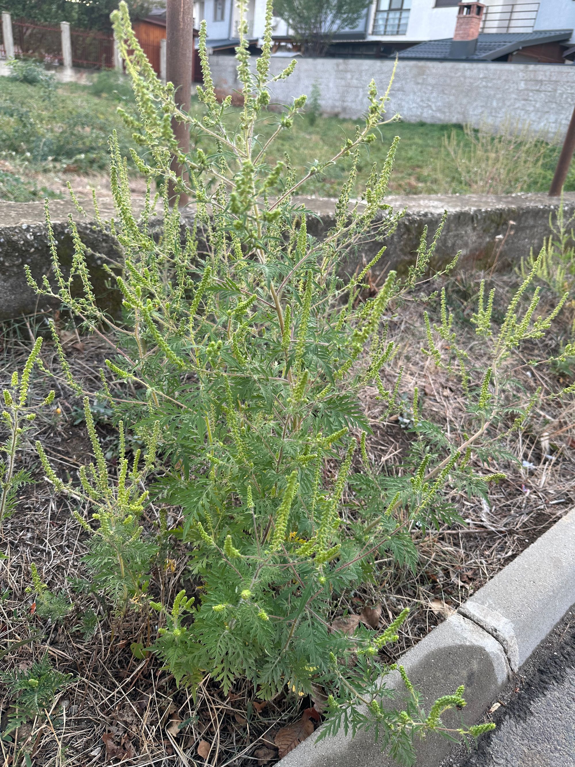 Ambrozie in Strada Mărgelelor 9, Bragadiru, Oraş Bragadiru, Județul Ilfov