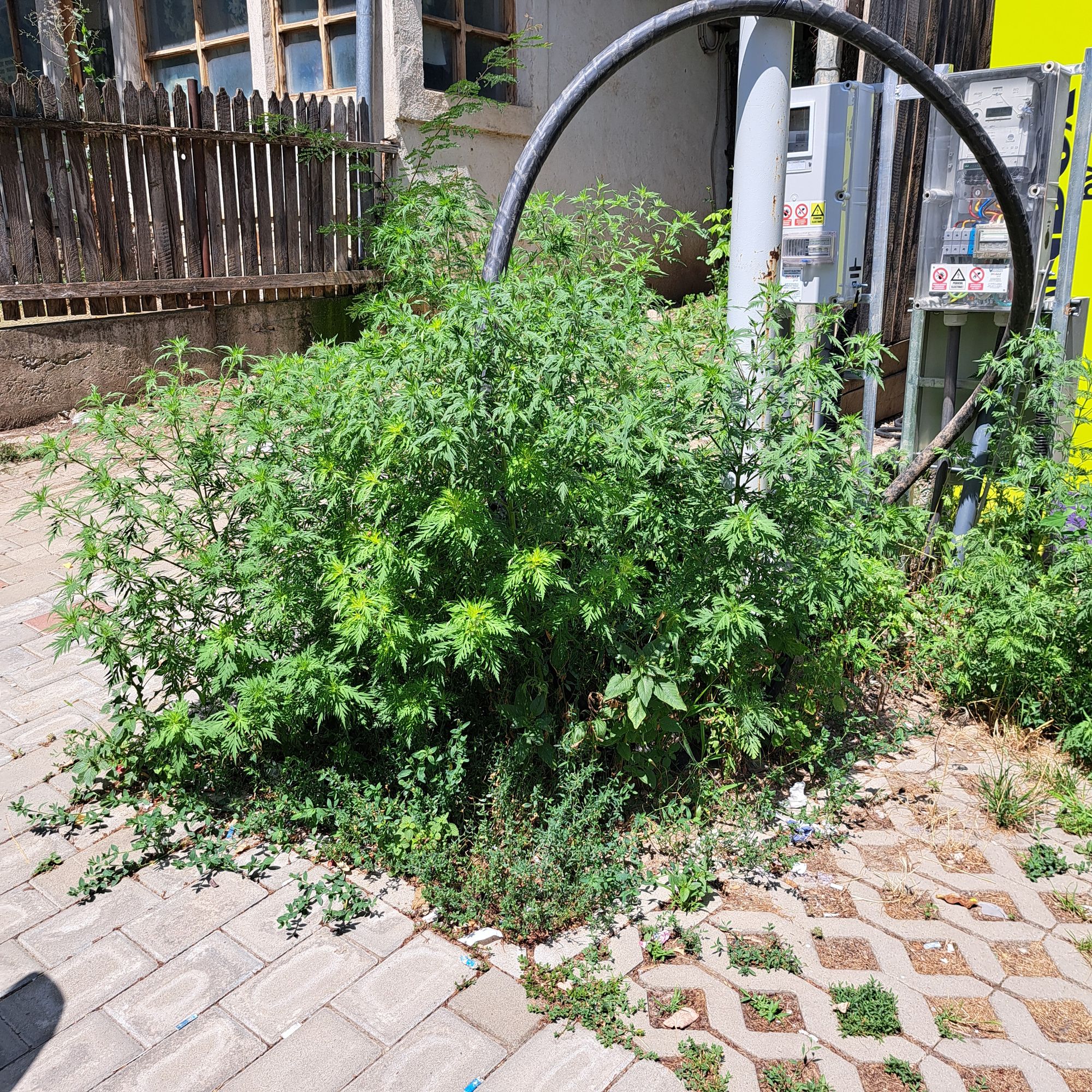 Ambrozie in Strada Popăuţi 2A, Iași, Municipiu Iași, Județul Iași - 20260723_125425.jpg