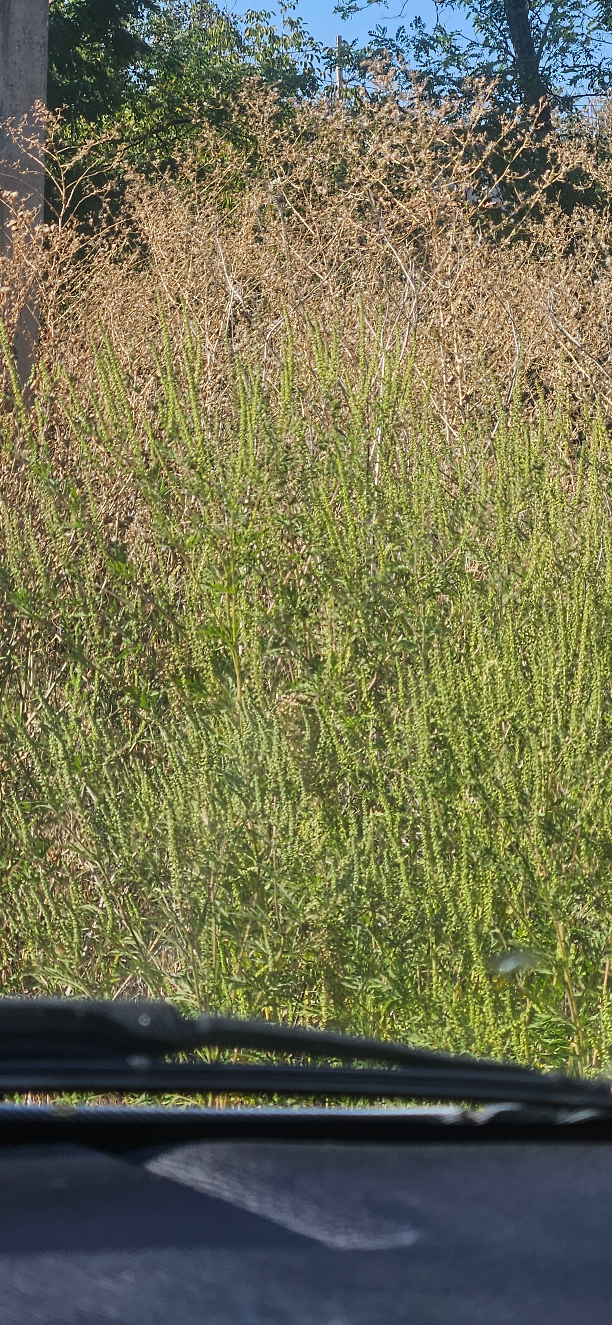 Ambrozie in DN67 121, 23 August, Comuna Malovăț, Județul Mehedinți - 1000039868.jpg
