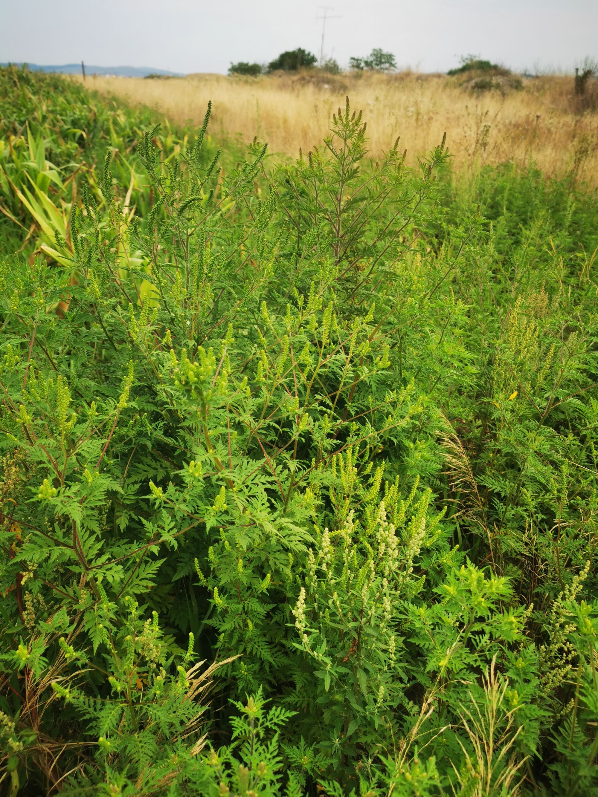 Ambrozie in Alba Iulia, Municipiu Alba Iulia, Județul Alba - IMG_20250805_114515.jpg