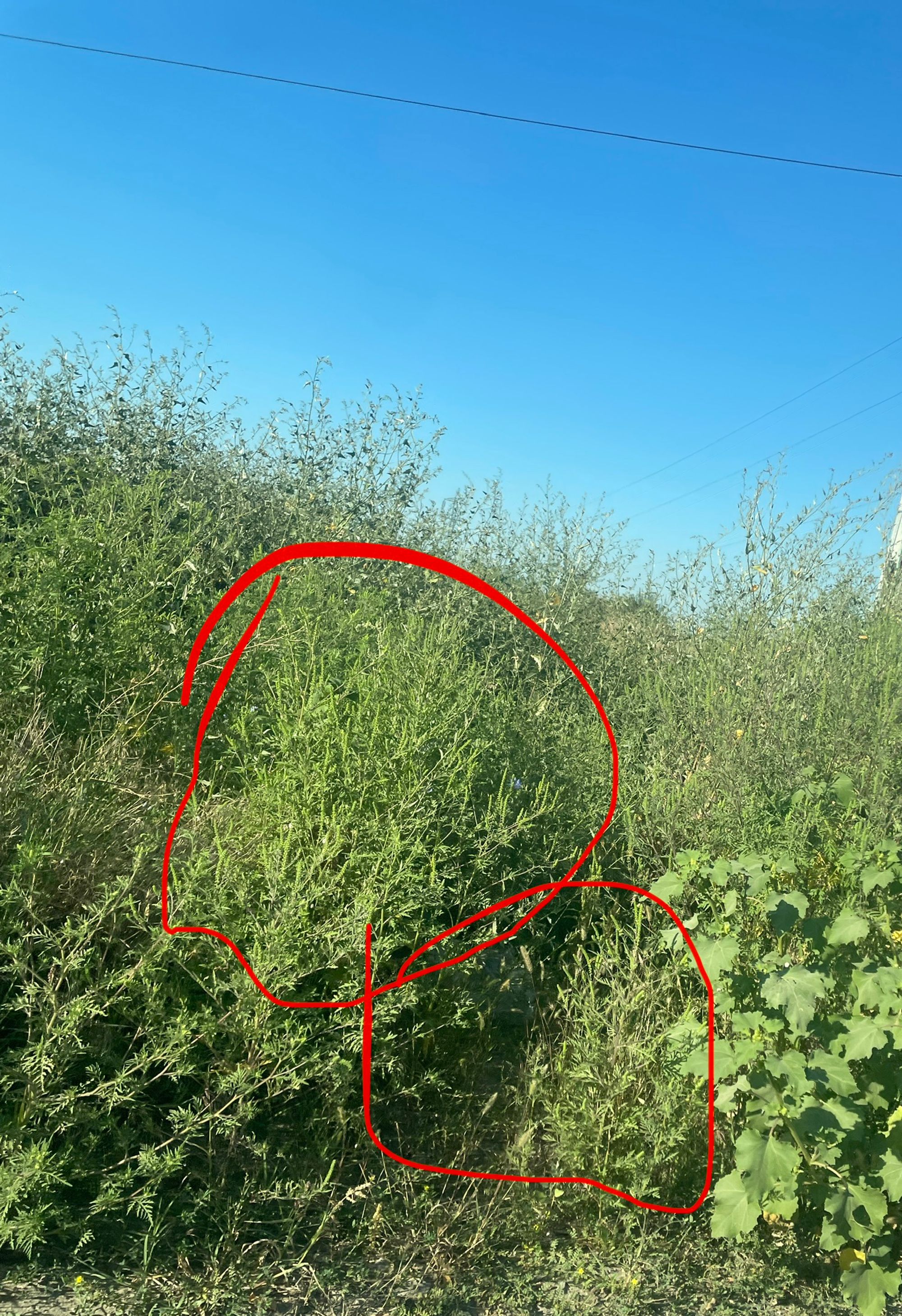 Ambrozie in Brăila, Municipiu Brăila, Județul Brăila