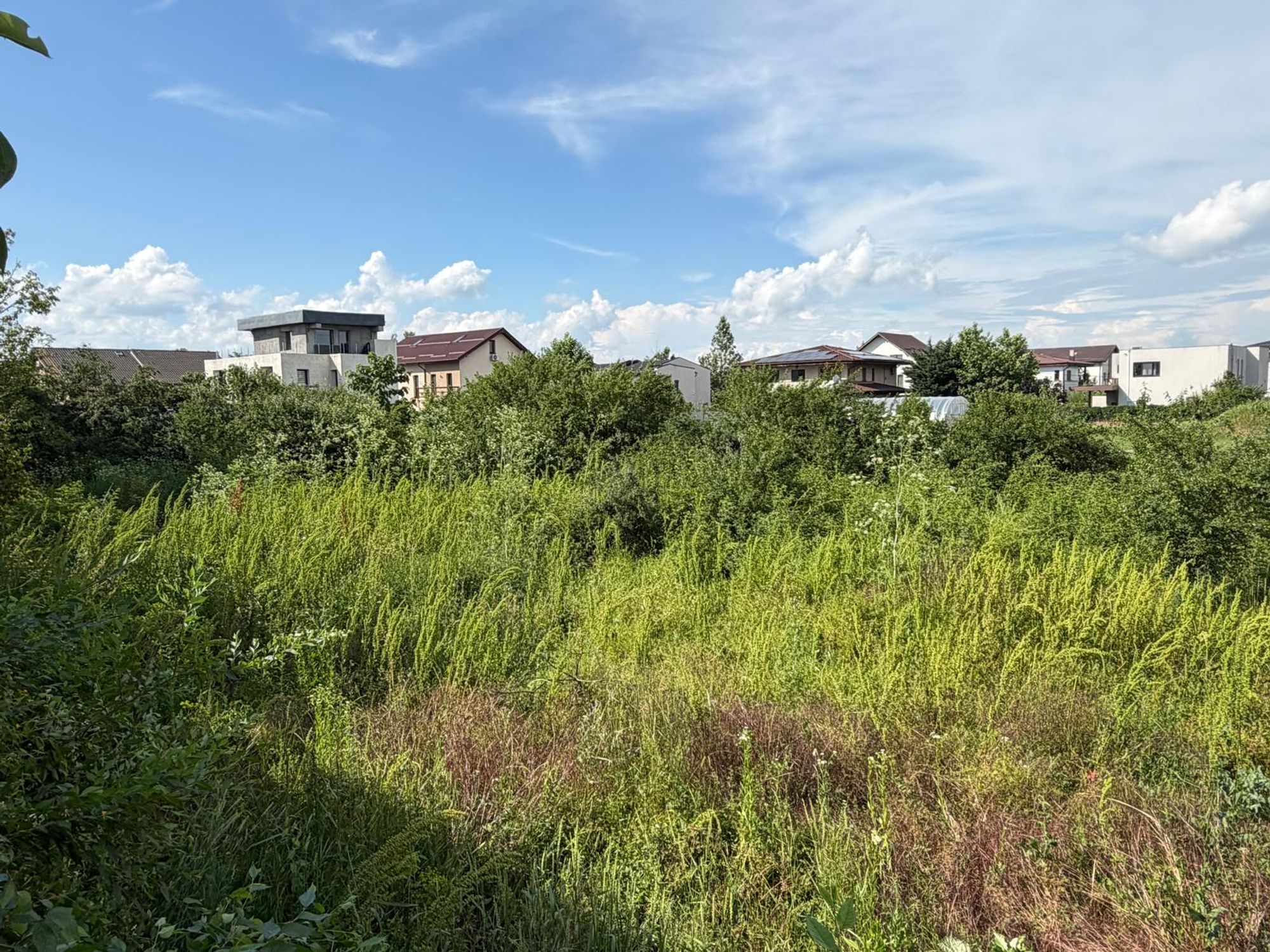 Ambrozie in Strada Astronomului 76, Chitila, Comuna Mogoșoaia, Județul Ilfov - 982851da-8e76-48e1-ac23-29c0c7e8566c.jpeg