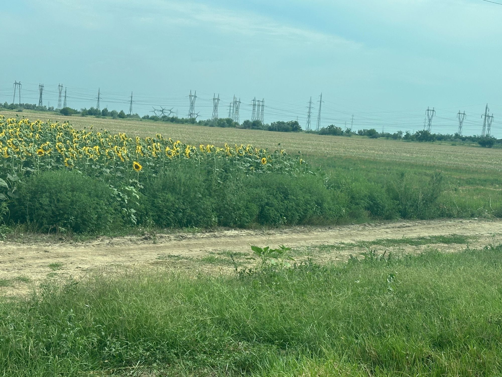 Ambrozie in Brăila, Județul Brăila