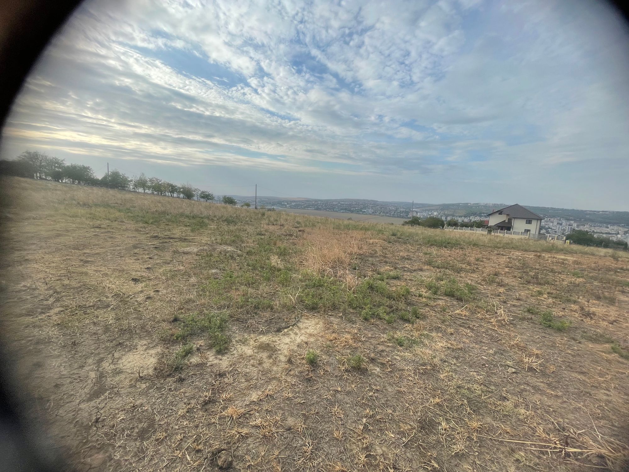 Ambrozie in Strada Podișului 90, Iași, Municipiu Iaşi, Județul Iași - IMG_6207.jpeg