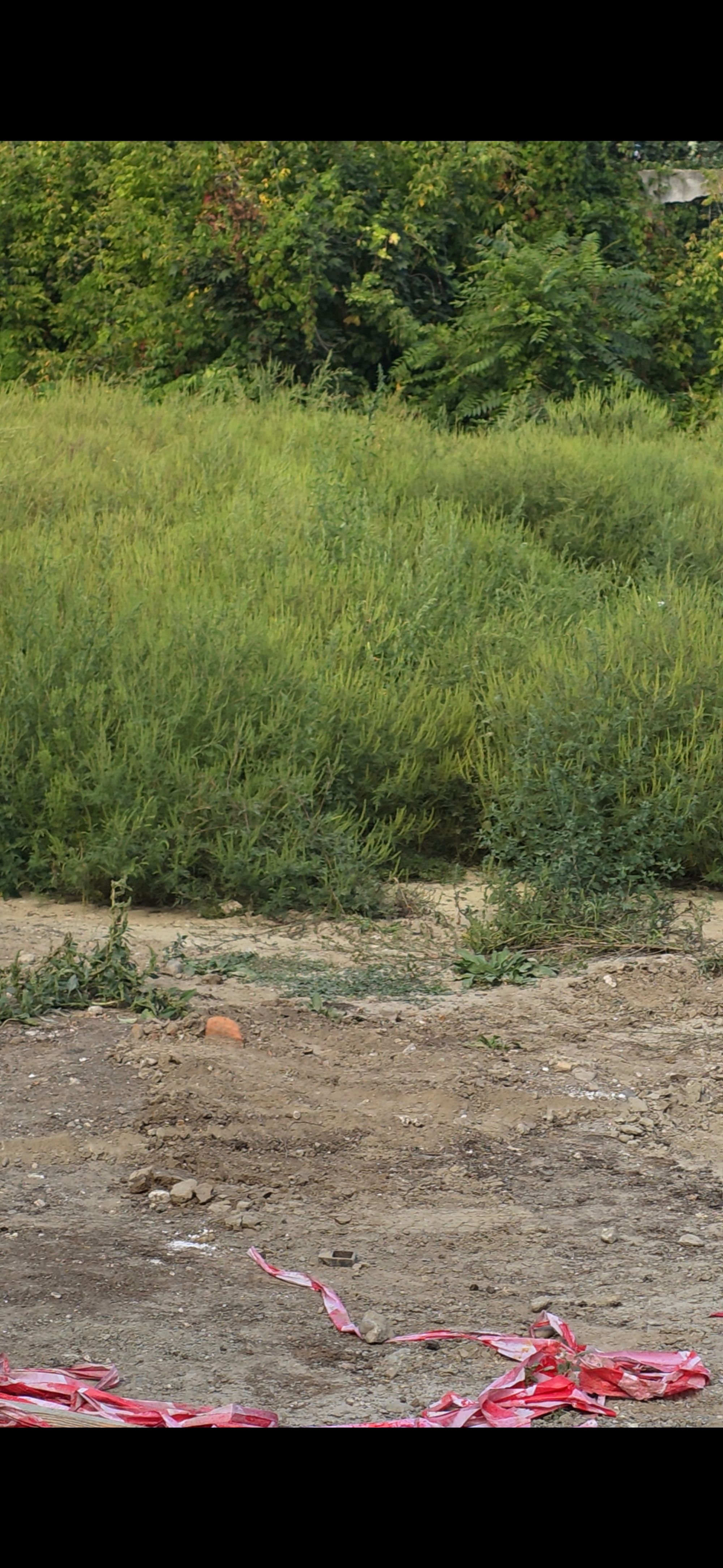 Ambrozie in Strada Letea 3, Bacău, Municipiu Bacău, Județul Bacău