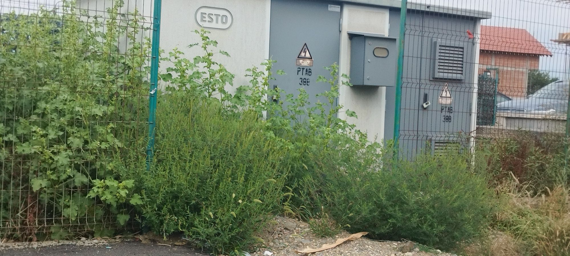 Ambrozie in DN19F 11c, Mărtinești, Comuna Odoreu, Județul Satu Mare