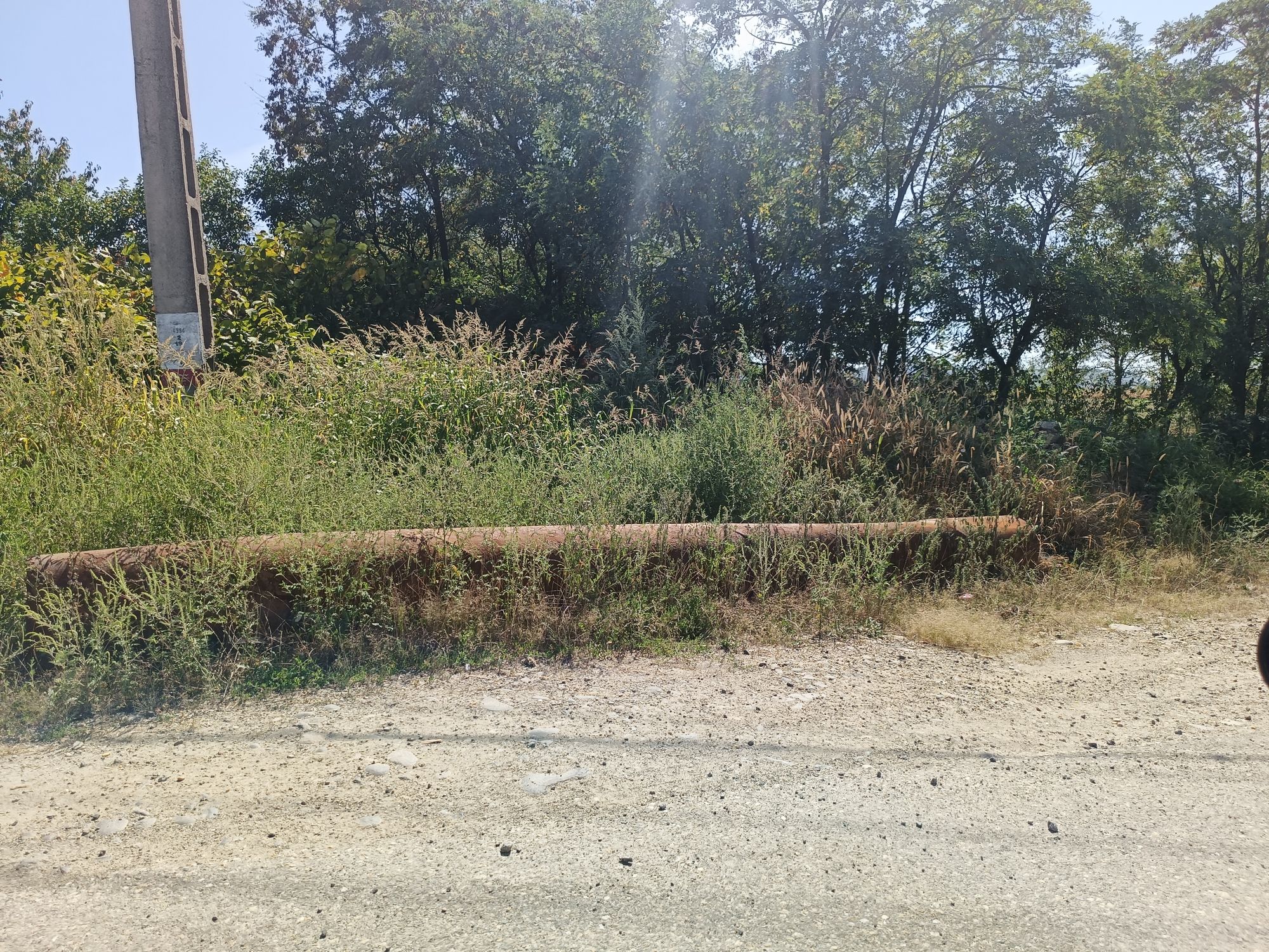 Ambrozie in Racșa, Comuna Racșa, Județul Satu Mare - 1000019344.jpg