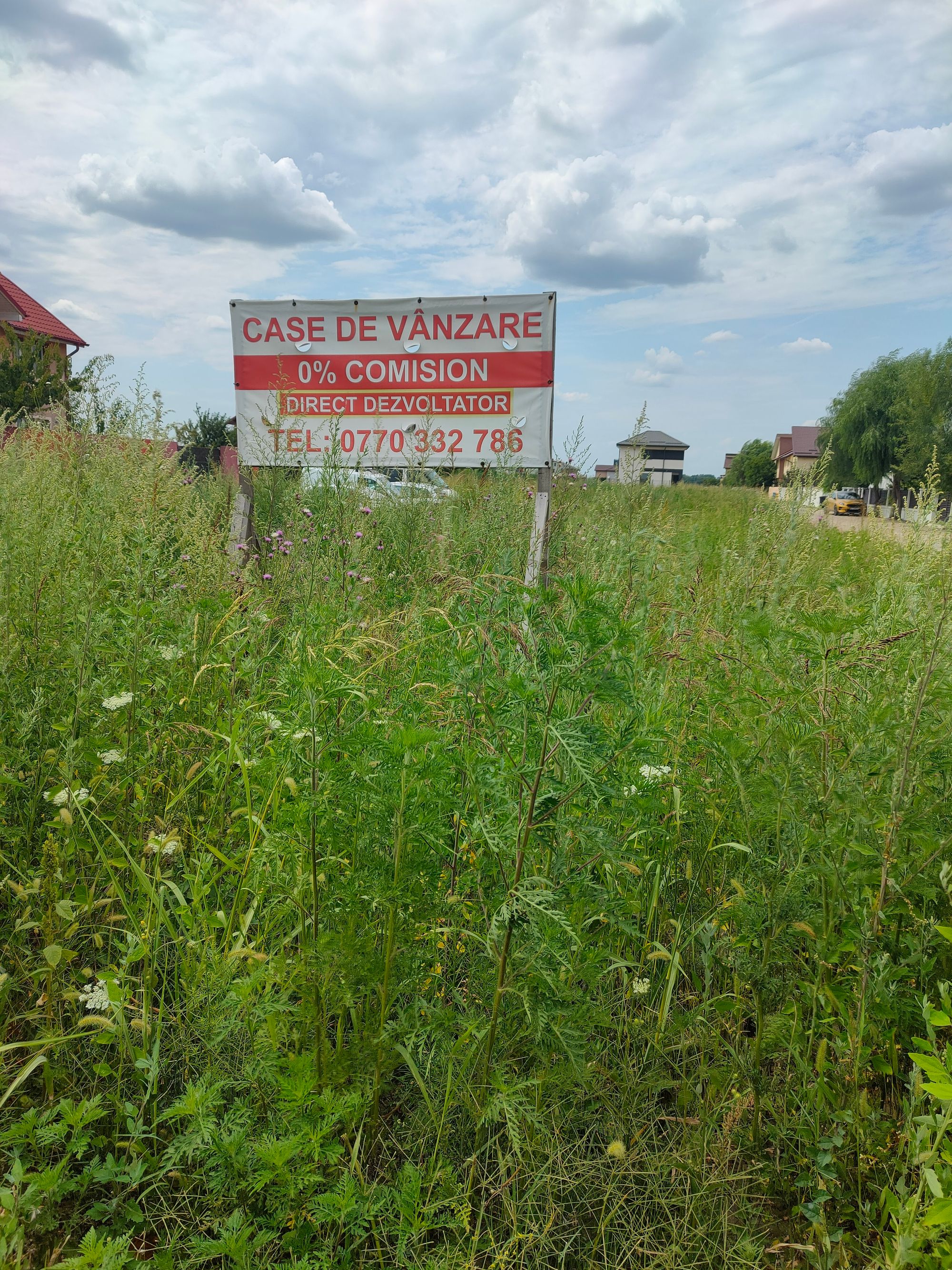 Ambrozie in Șoseaua Curtea Domnească 55, Domnești, Comuna Domnești, Județul Ilfov - IMG20230720145851.jpg