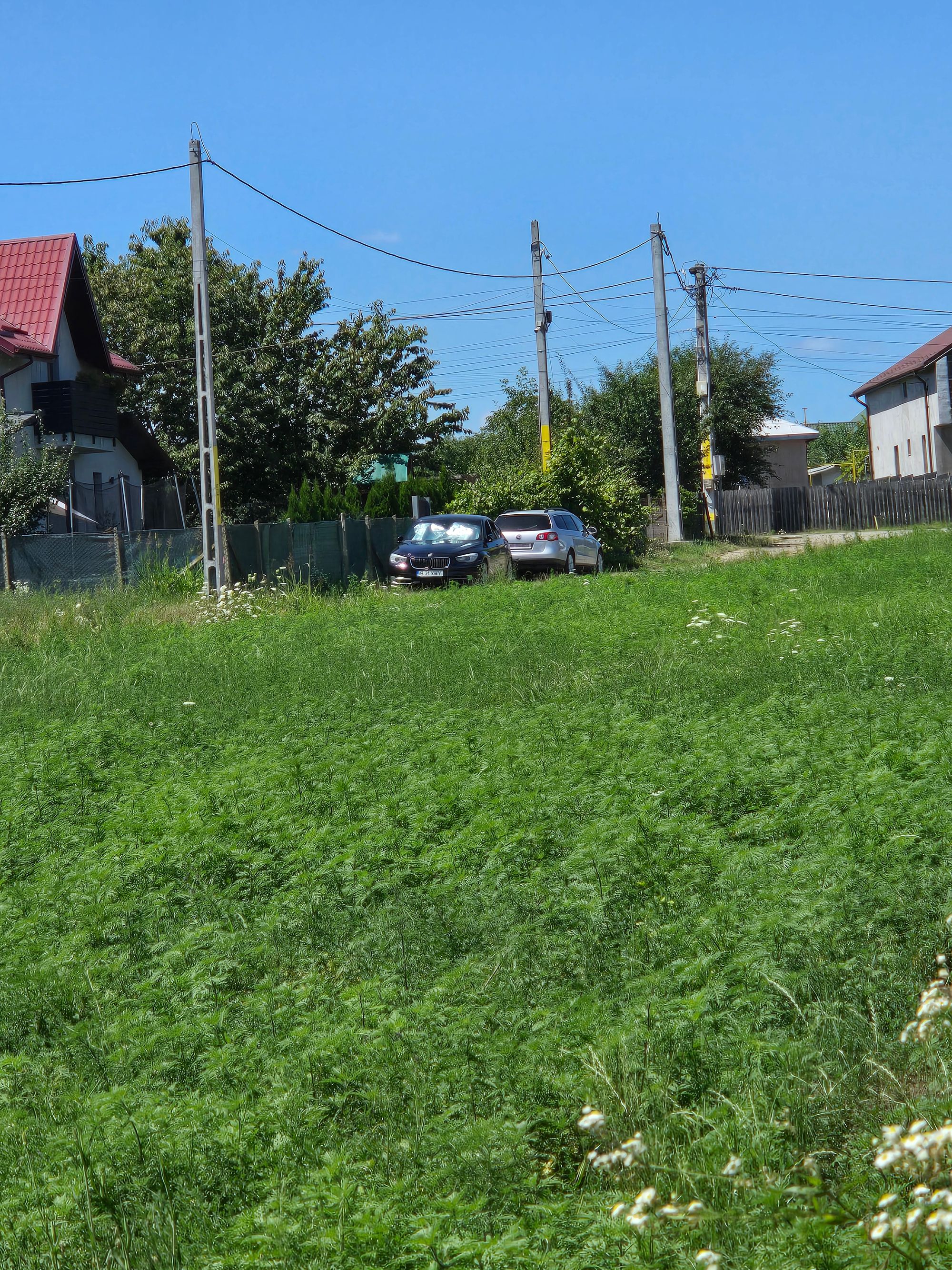 Ambrozie marcată de Cozmoleanu Razvan în Strada Iazului 23, Horpaz, Comuna Miroslava, Județul Iași