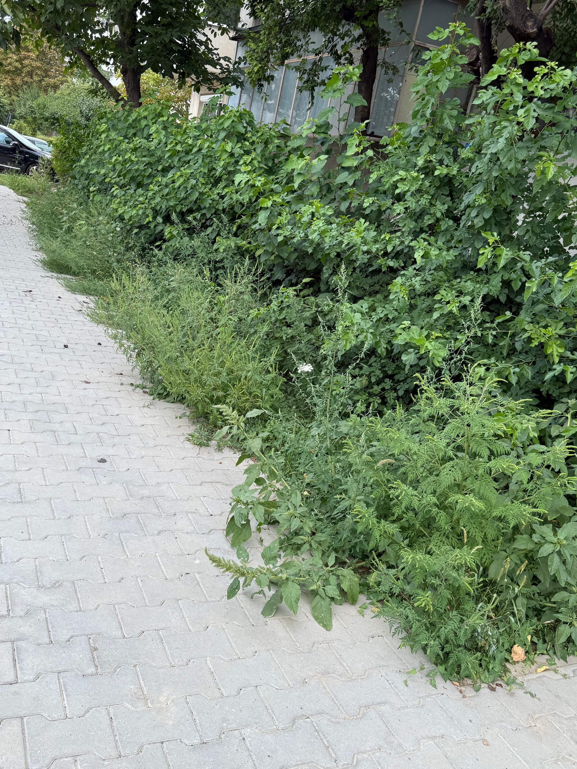 Ambrozie in Strada Logofăt Tăutu 8, Bacău, Municipiu Bacău, Județul Bacău