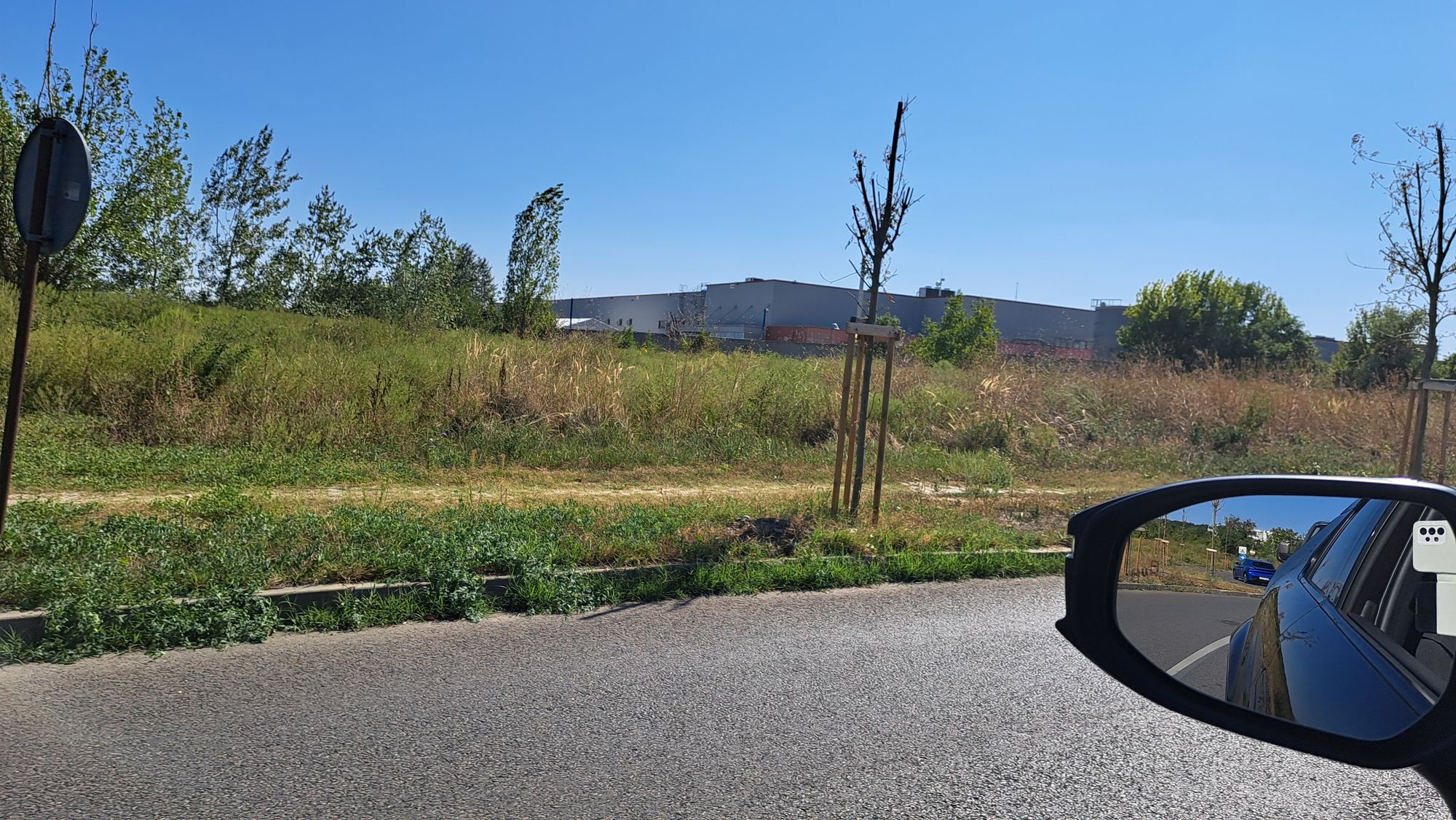 Ambrozie in București, Municipiul București - 20250914_141752.jpg