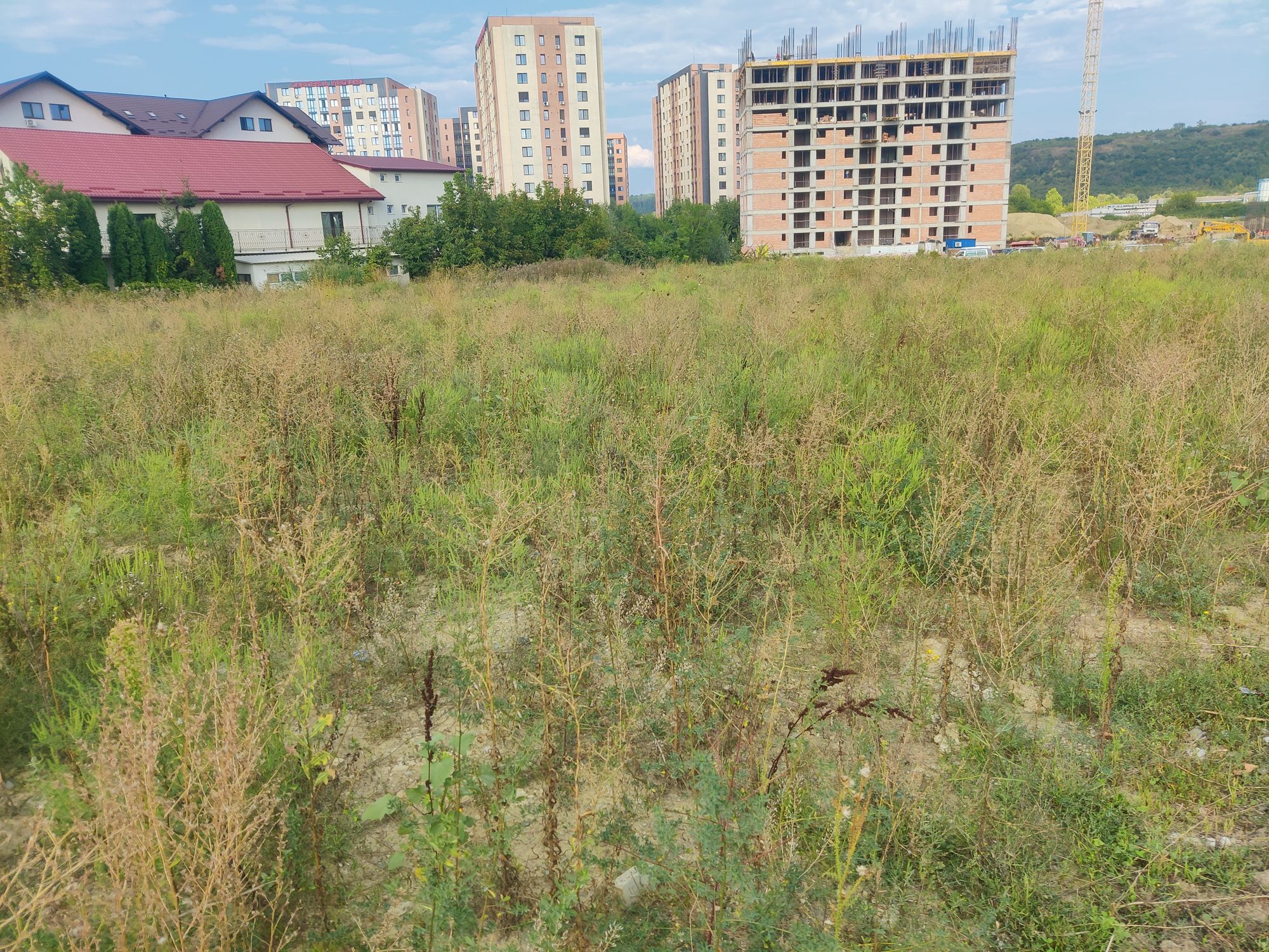 Ambrozie in DJ248 19, Lunca Cetățuii, Comuna Ciurea, Județul Iași