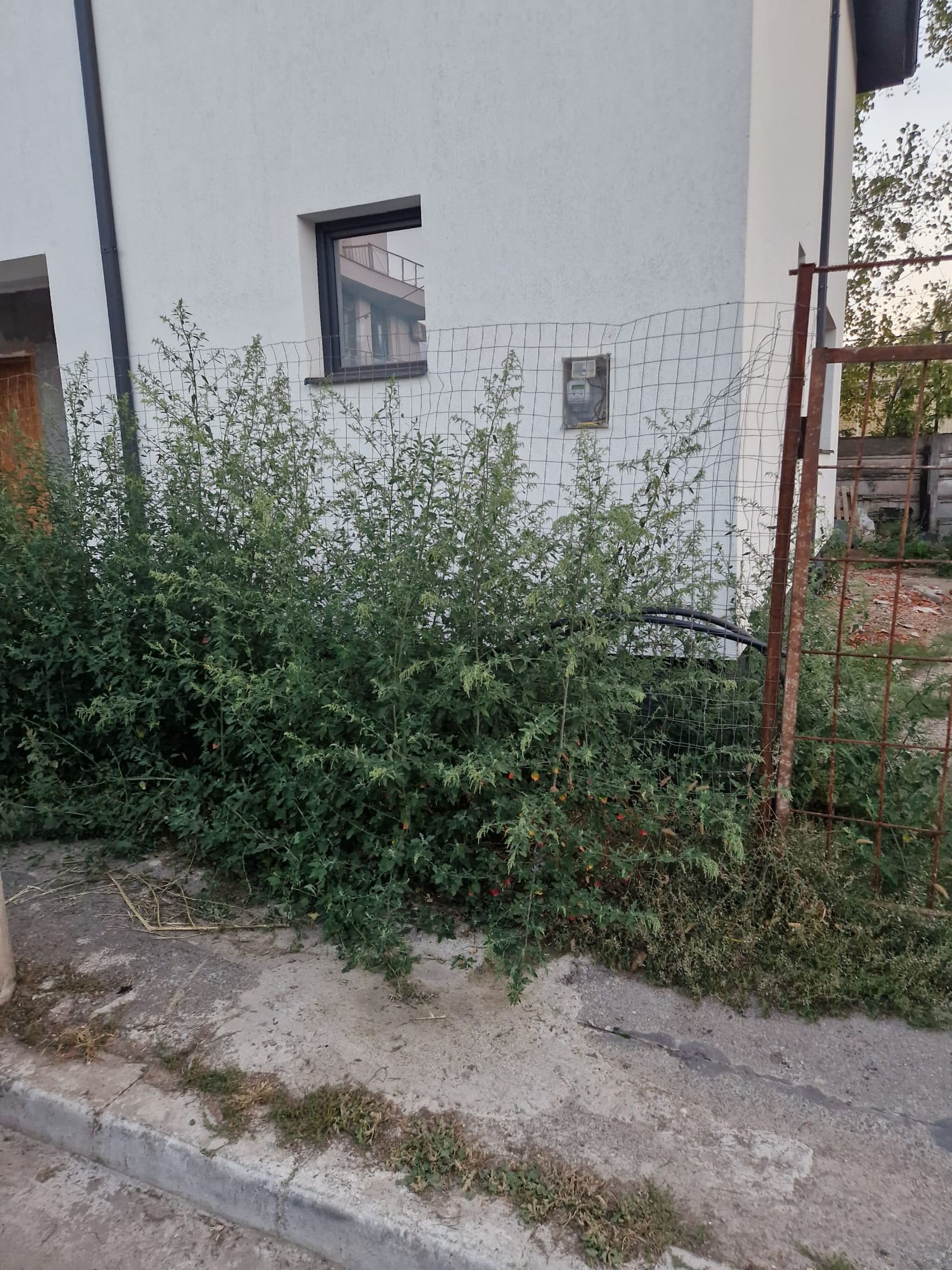 Ambrozie in Strada Ciocăneşti 8, București, Municipiul București - 1000096121.jpg