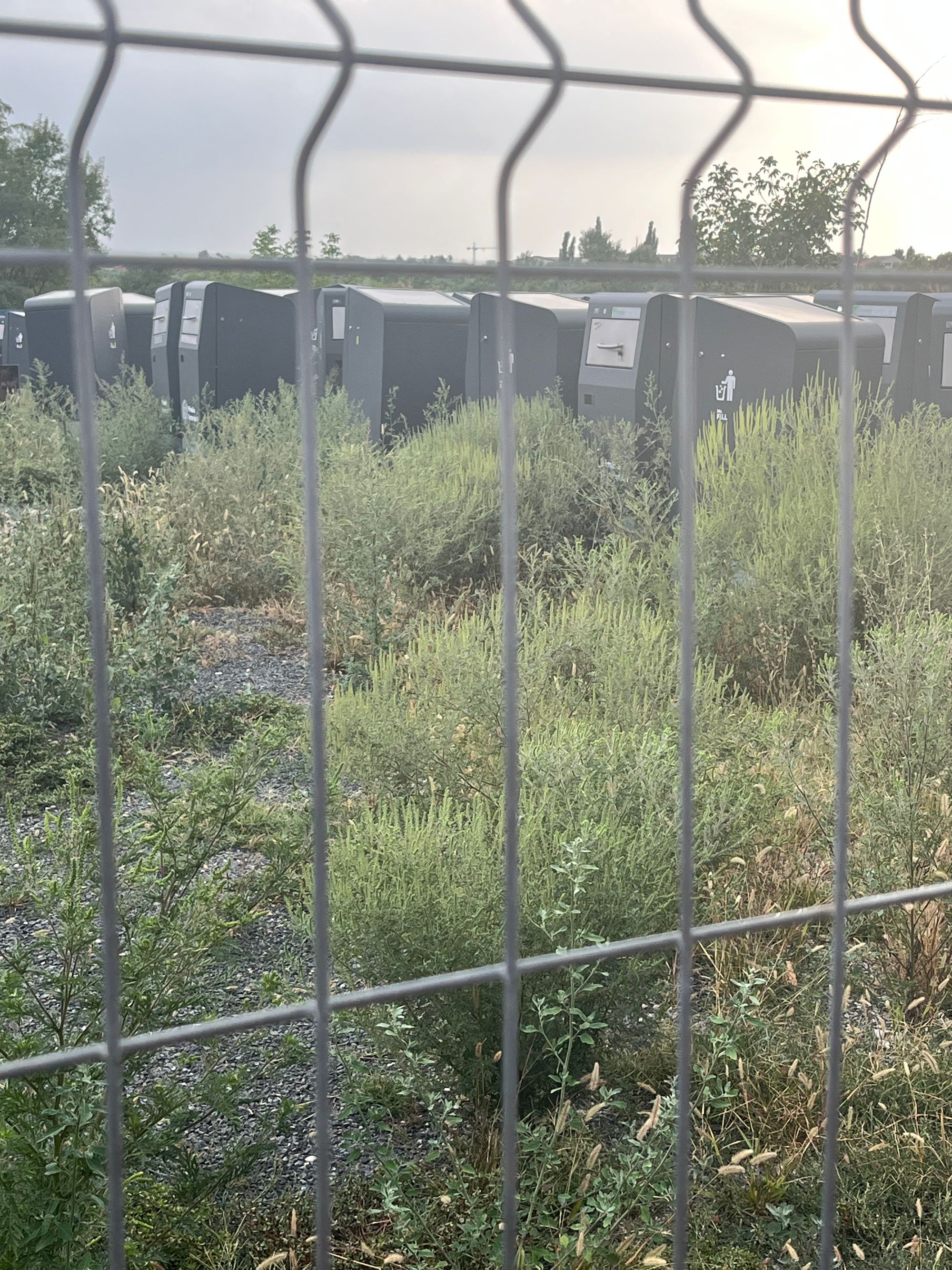 Ambrozie in București, Municipiul București - IMG_5913.jpeg