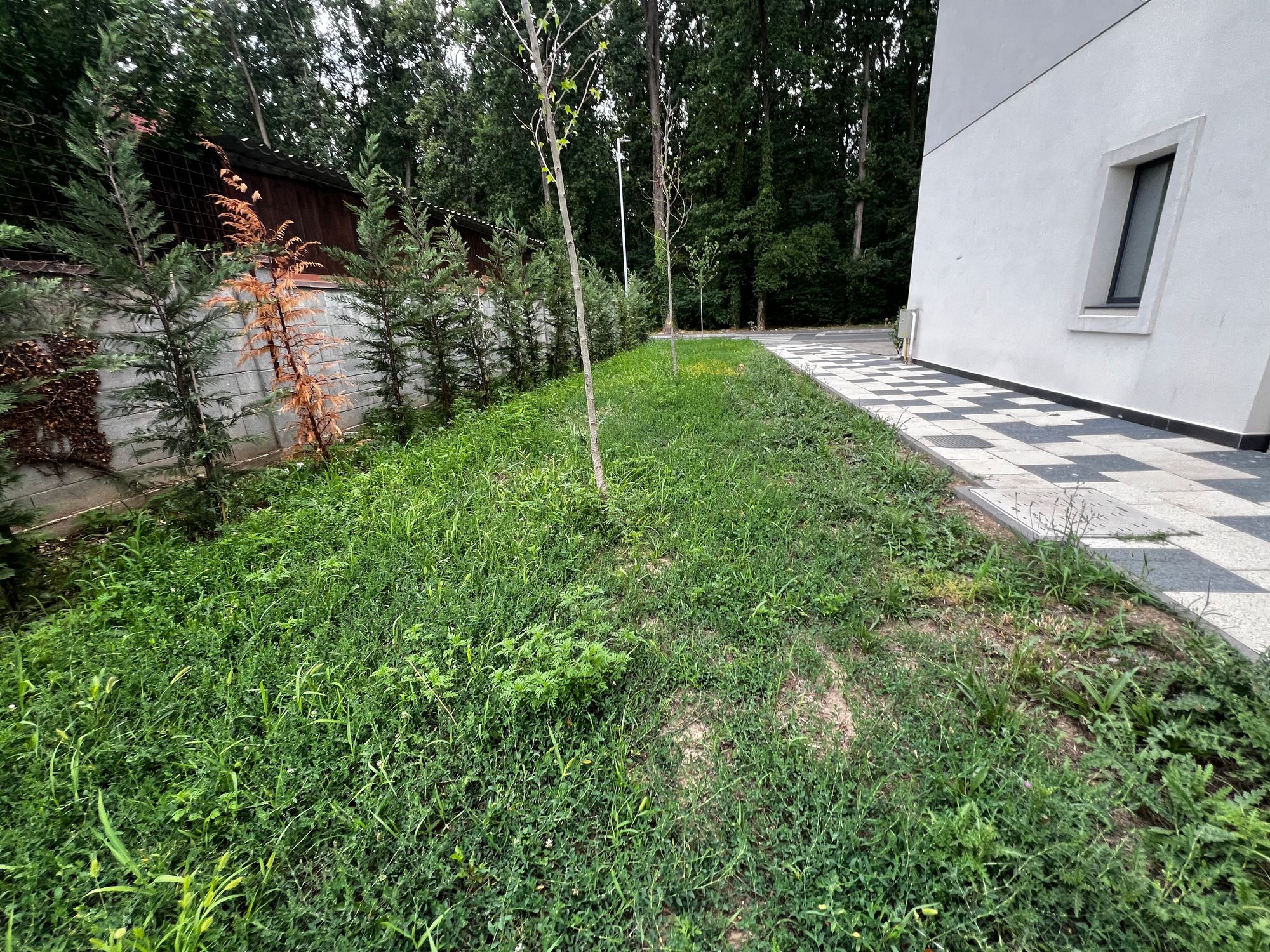 Ambrozie in Strada Nufărul 5, Timișoara, Comuna Ghiroda, Județul Timiș - IMG_0322.jpeg