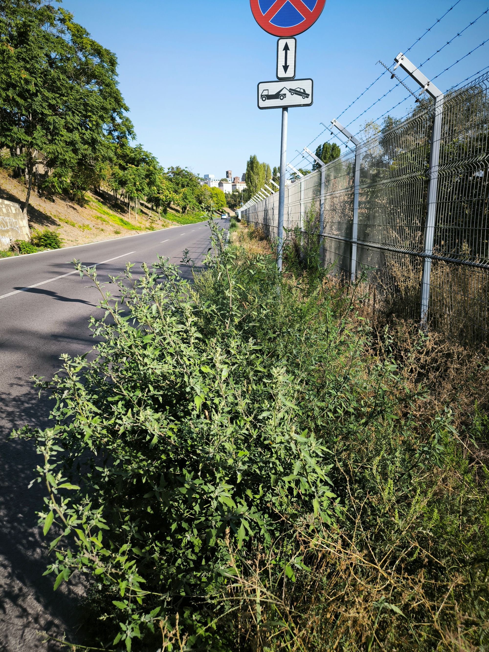 Ambrozie in Strada Traian, Constanța, Municipiul Constanța, Județul Constanța - IMG_20250908_164030.jpg