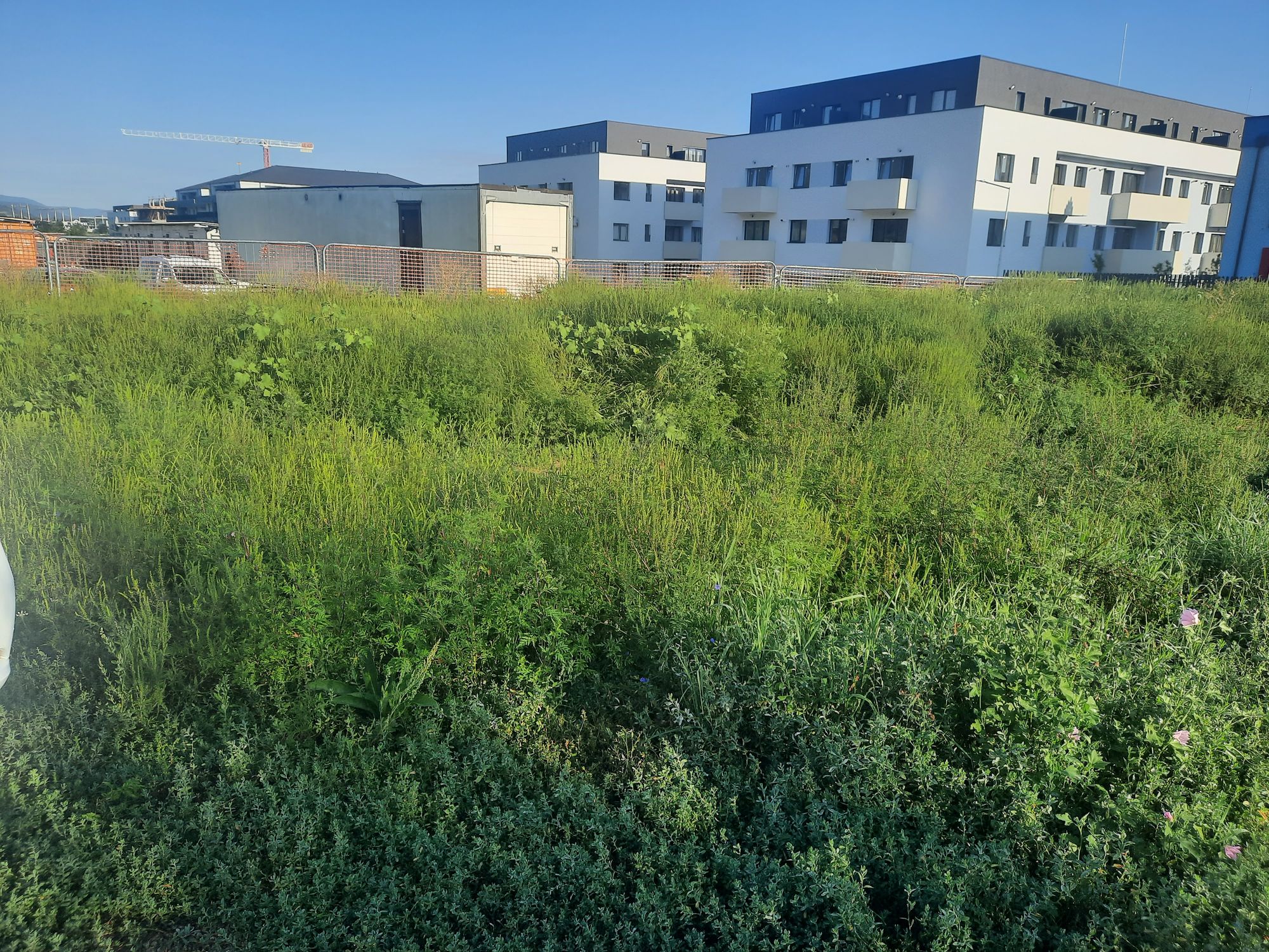 Ambrozie in Strada Urușagului 115, Florești, Comuna Florești, Județul Cluj - 20250820_081630.jpg