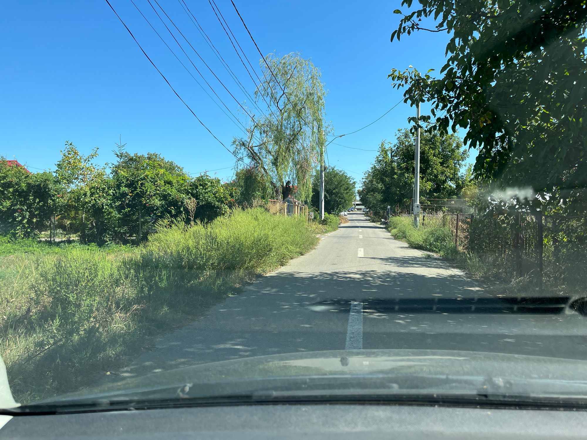 Ambrozie in Strada 23 August 3, Bolintin-Deal, Comună Bolintin-deal, Județul Giurgiu - IMG_0655.jpeg