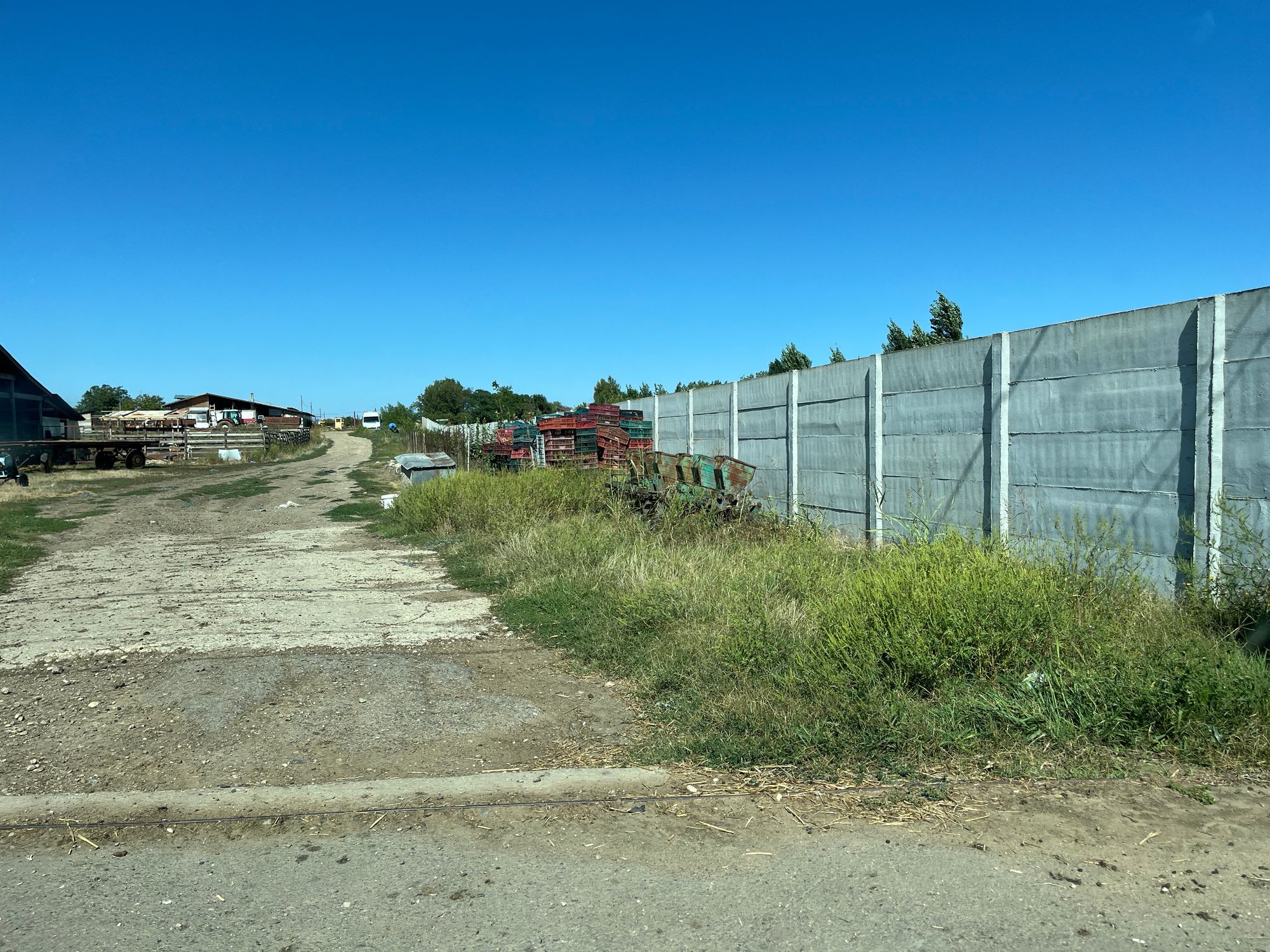 Ambrozie in Strada 23 August, Bolintin-Deal, Comună Bolintin-deal, Județul Giurgiu - IMG_0653.jpeg